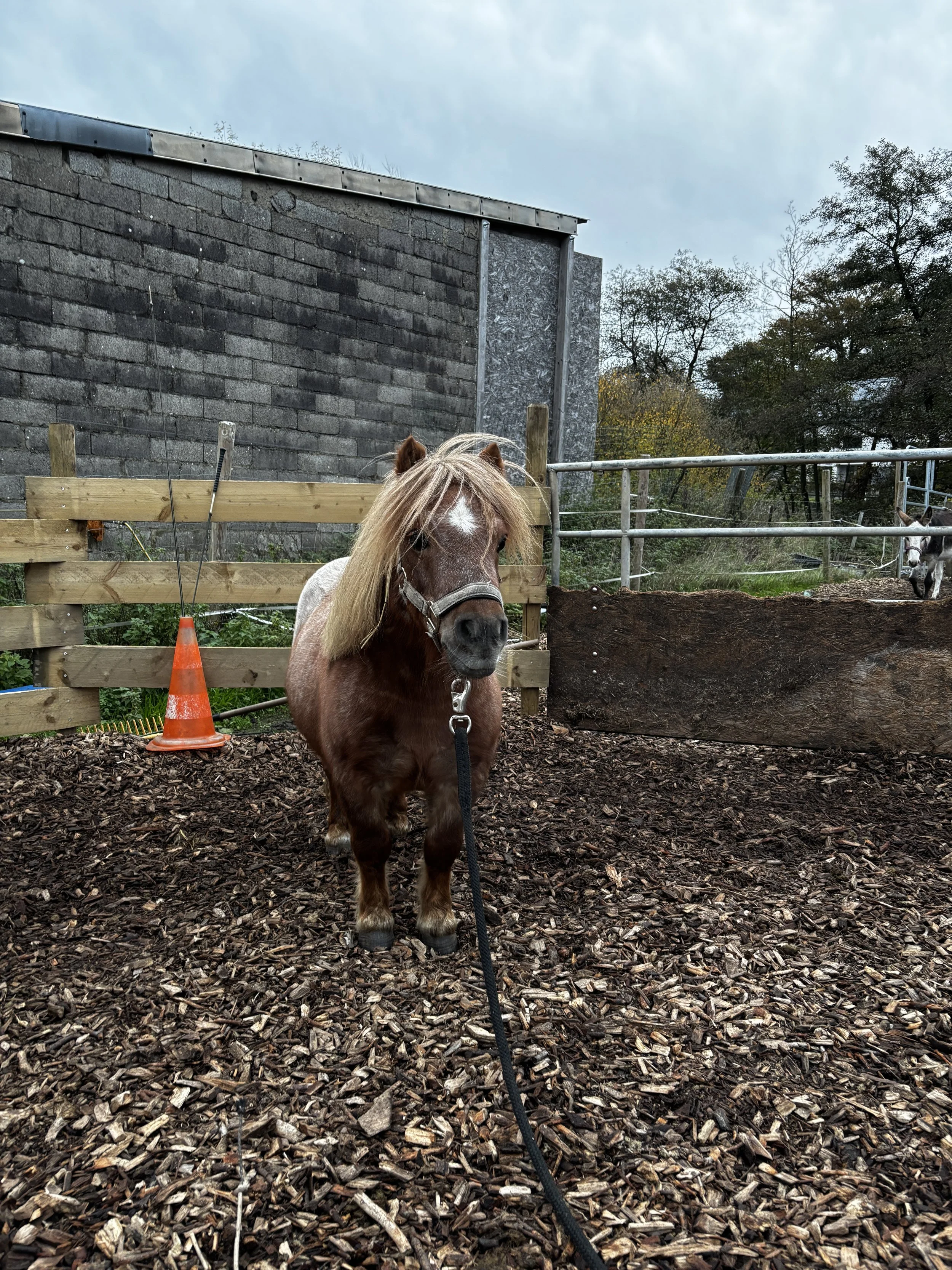 Schoulprojeten am Kontakt mat Päerd