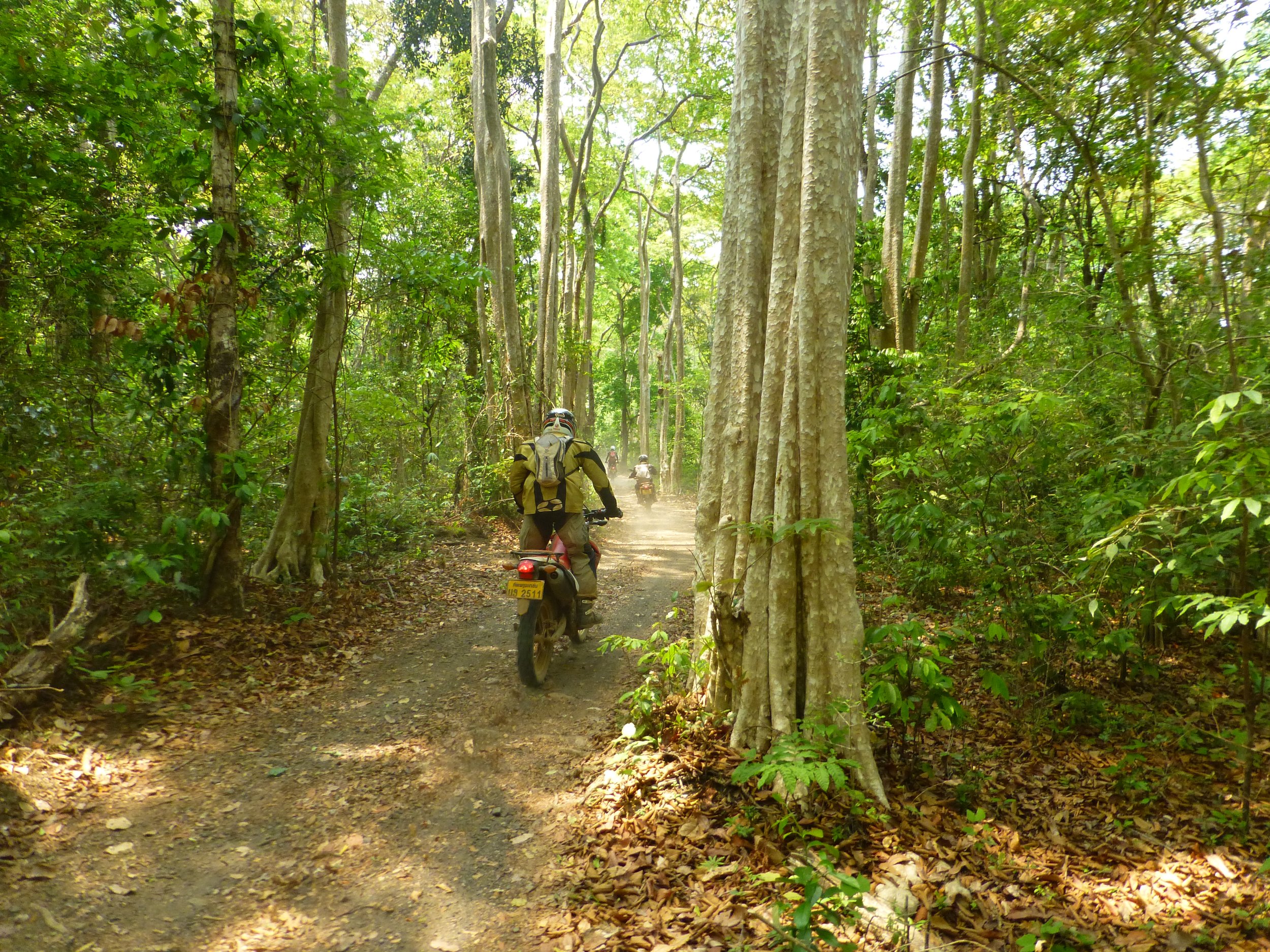 Groupe de motocyclistes traversant une forêt dense avec des arbres verts et un sentier étroit. Au Laos.