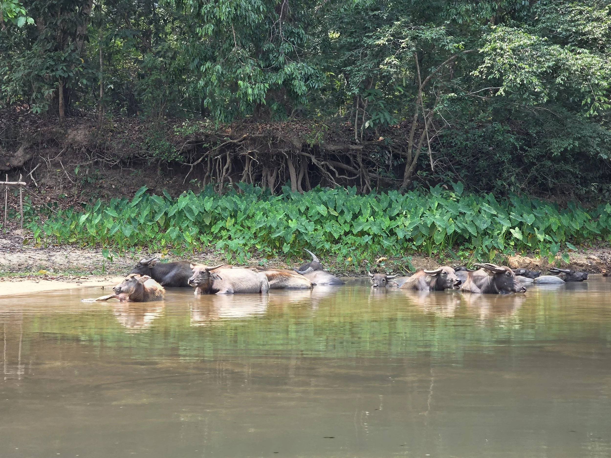 Groupe de buffles d'eau allongés dans une rivière avec une végétation dense en arrière-plan. Laos