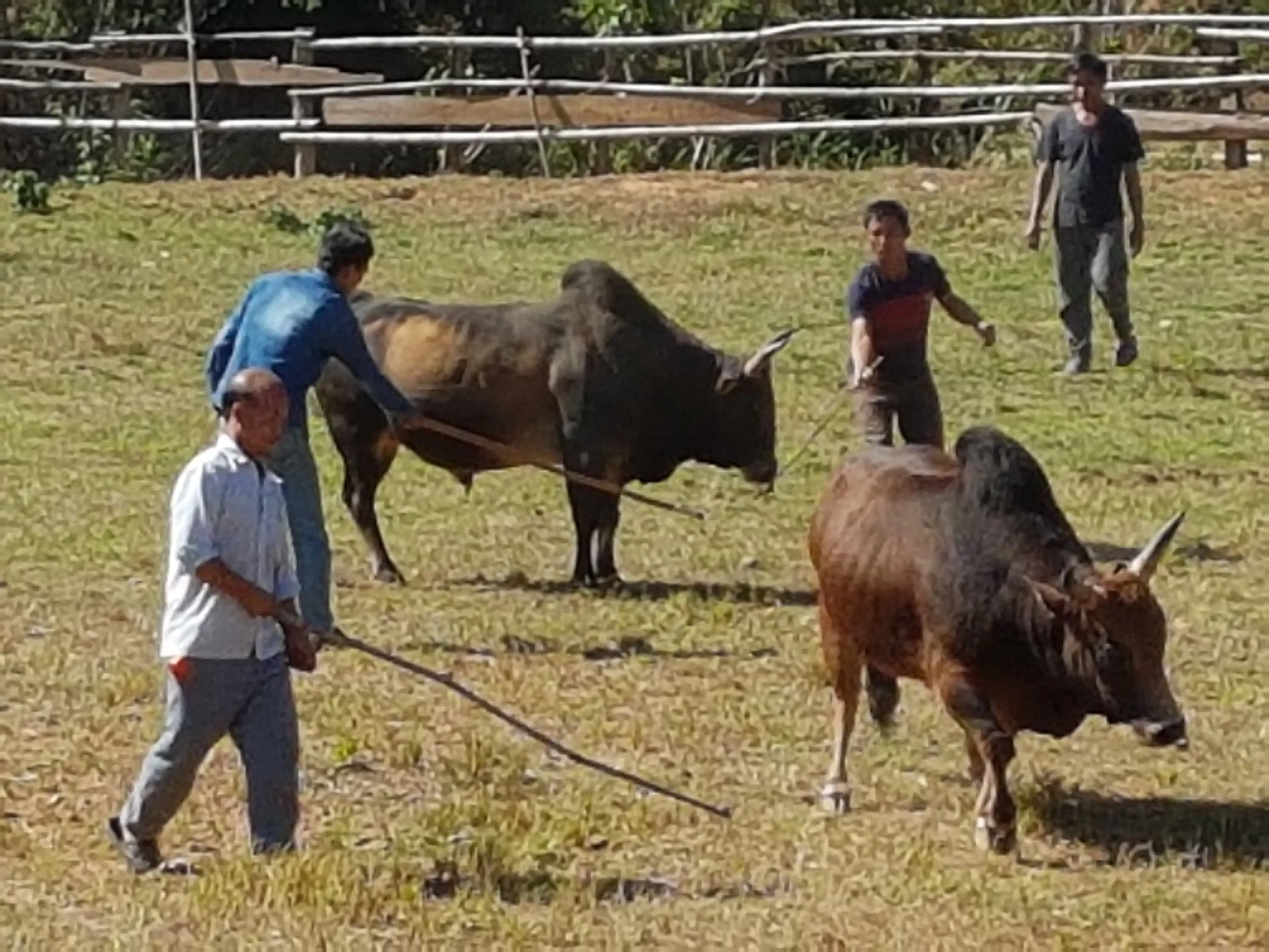 Des personnes nourrissent ou s'occupent de plusieurs chevaux dans un champ herbeux par une journée ensoleillée.