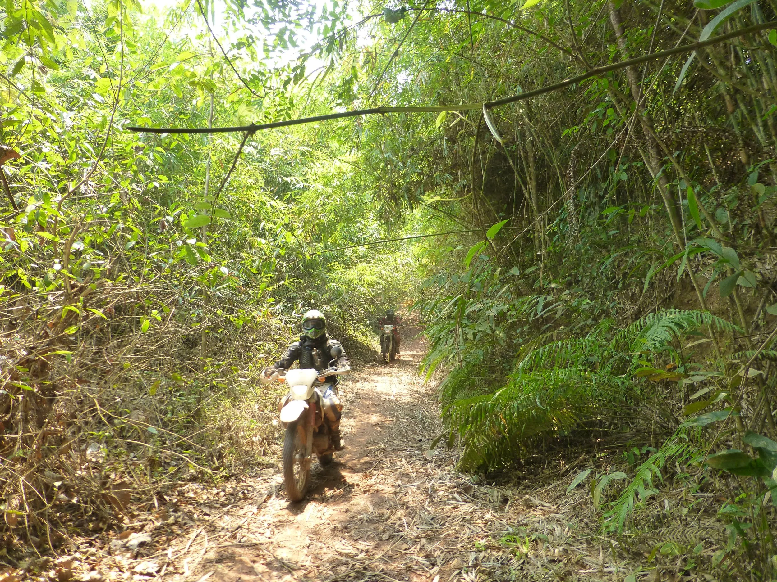 Des motards traversant un sentier étroit dans une forêt dense avec de nombreux arbres et végétation luxuriante