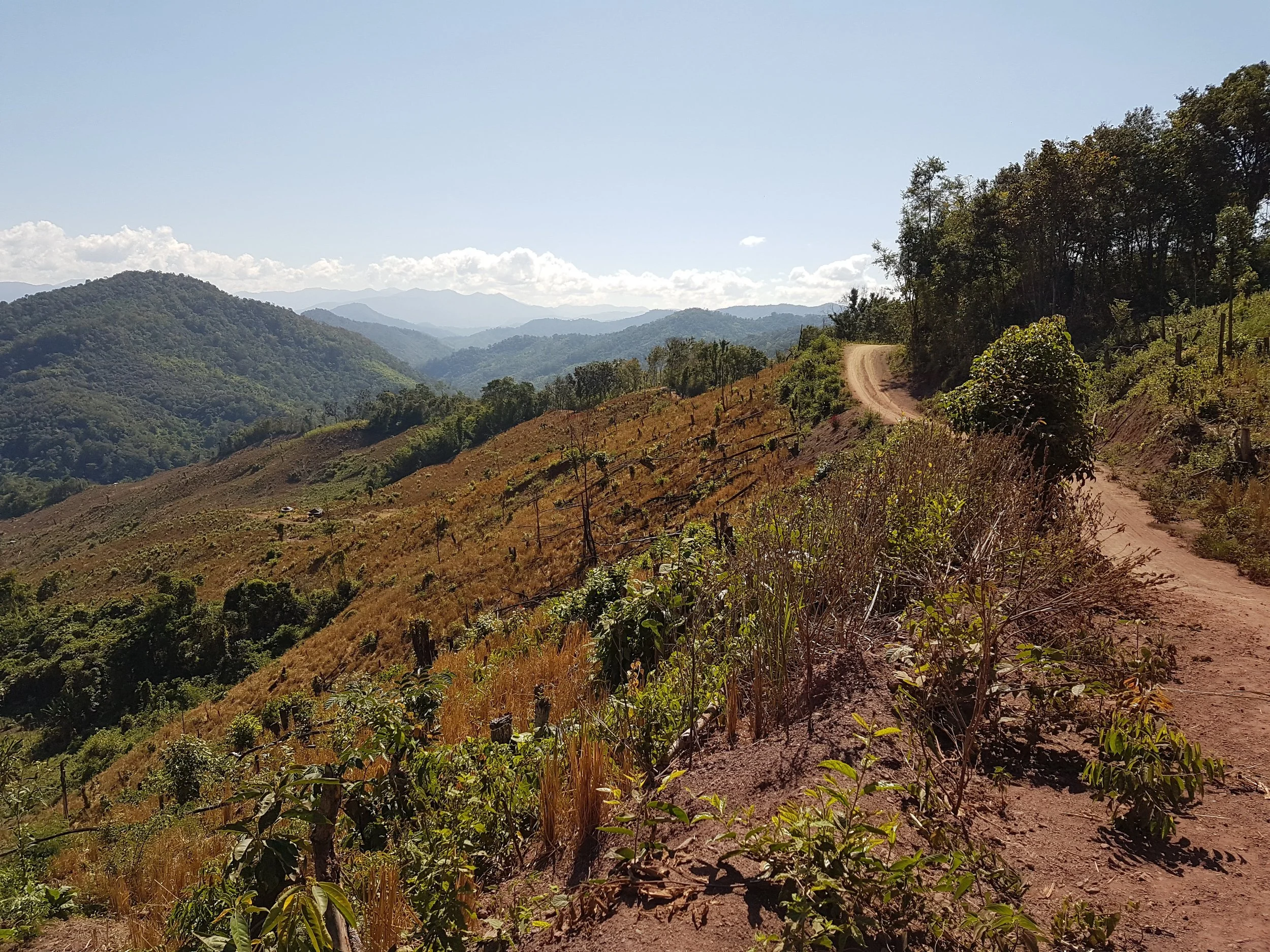 Vue d'un chemin de terre serpentant à travers des collines recouvertes d'arbres et de végétation, avec des montagnes à l'horizon sous un ciel clair.