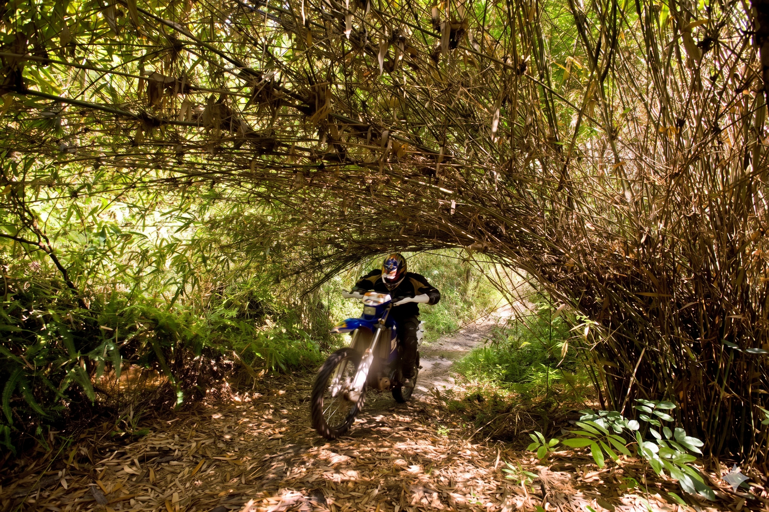 Un motard traverse un tunnel naturel formé par des branches et des feuilles denses d'une végétation luxuriante.