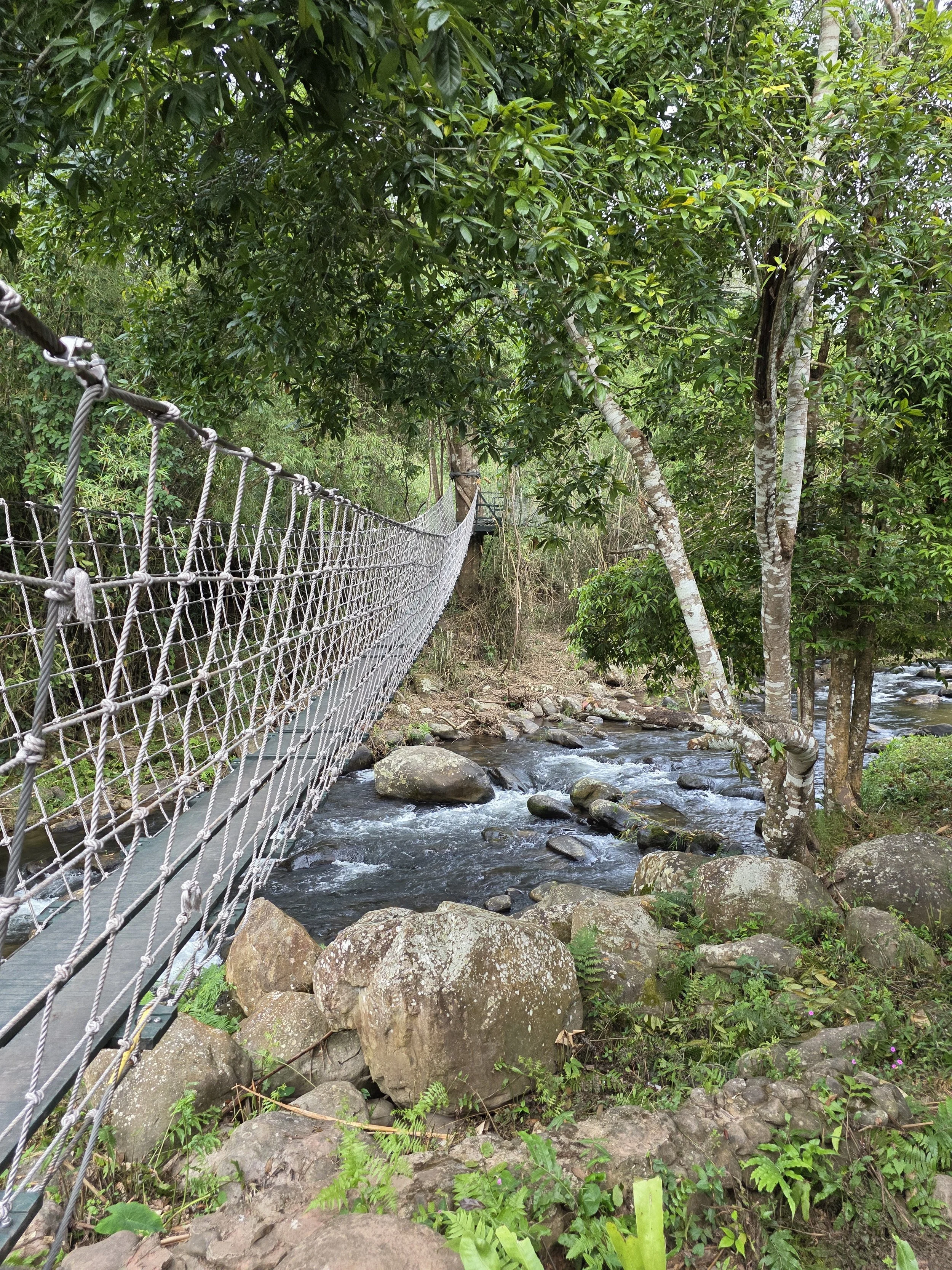 Un pont suspendu en corde traverse une rivière dans une forêt dense avec de nombreux arbres et rochers autour.