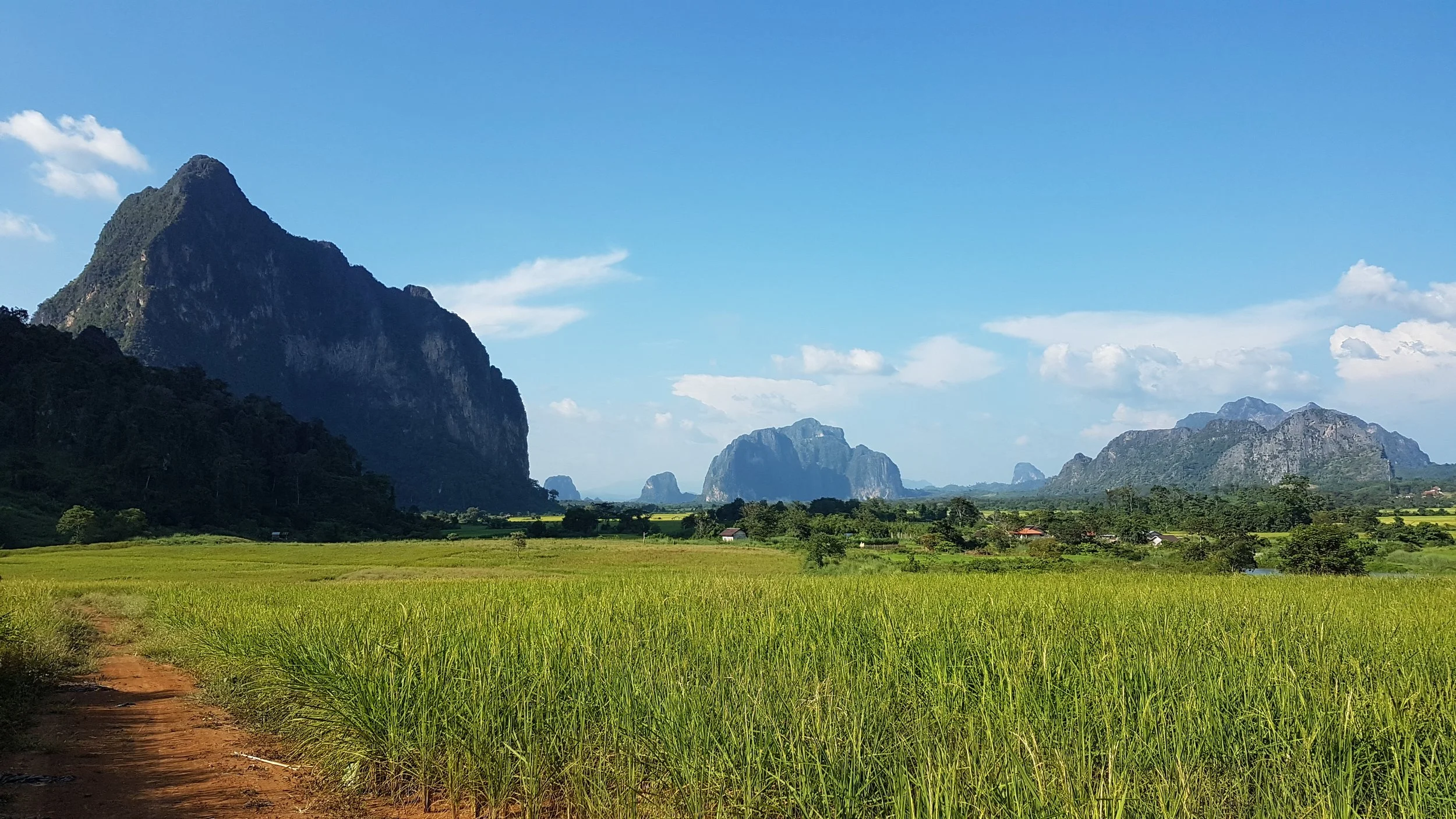 Champ de riz verdoyant avec des montagnes en arrière-plan sous un ciel bleu avec quelques nuages.