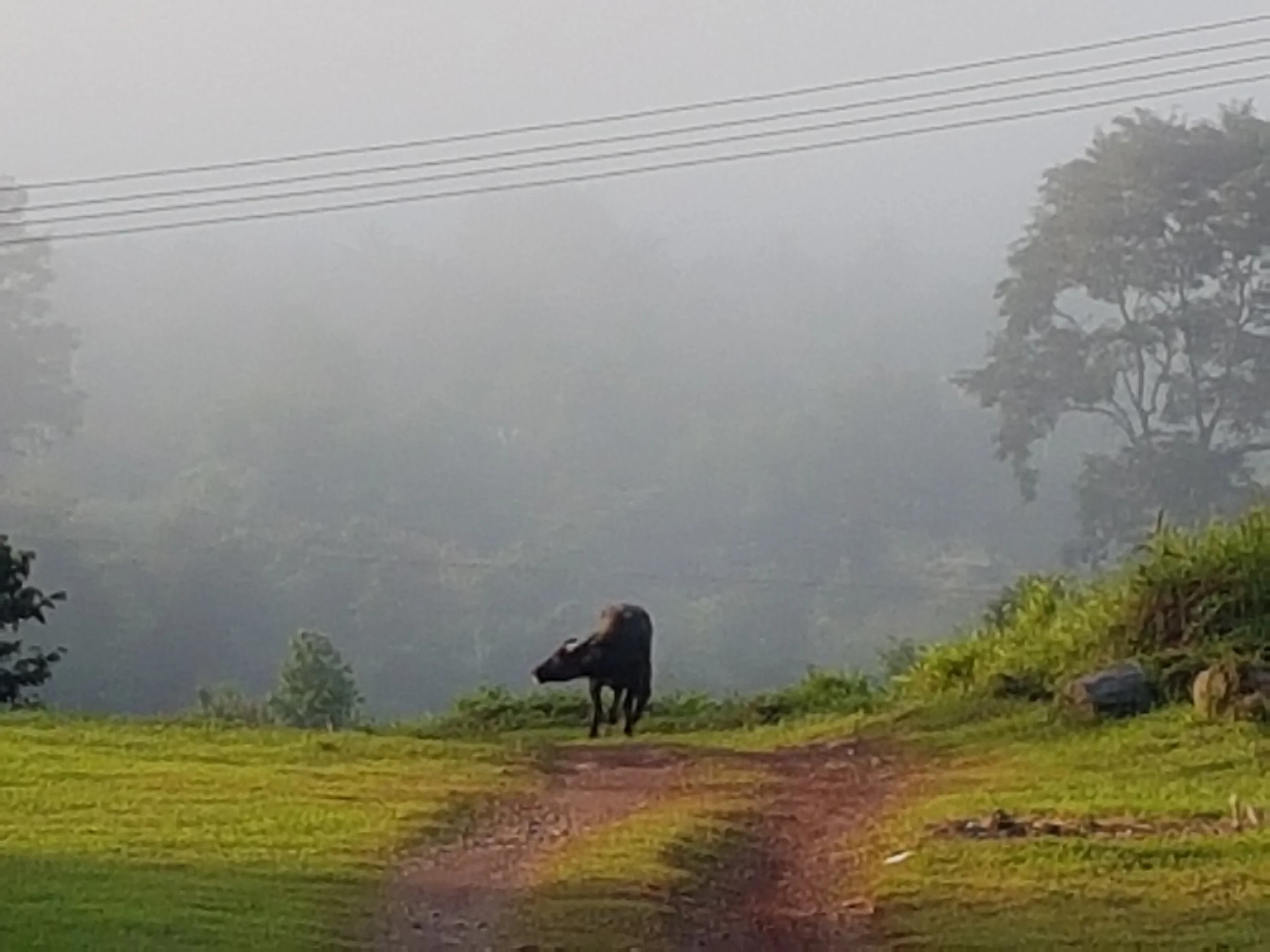 Un cheval noir se tient dans un champ vert, avec des arbres et des lignes électriques au fond, sous un ciel brumeux ou nuageux.