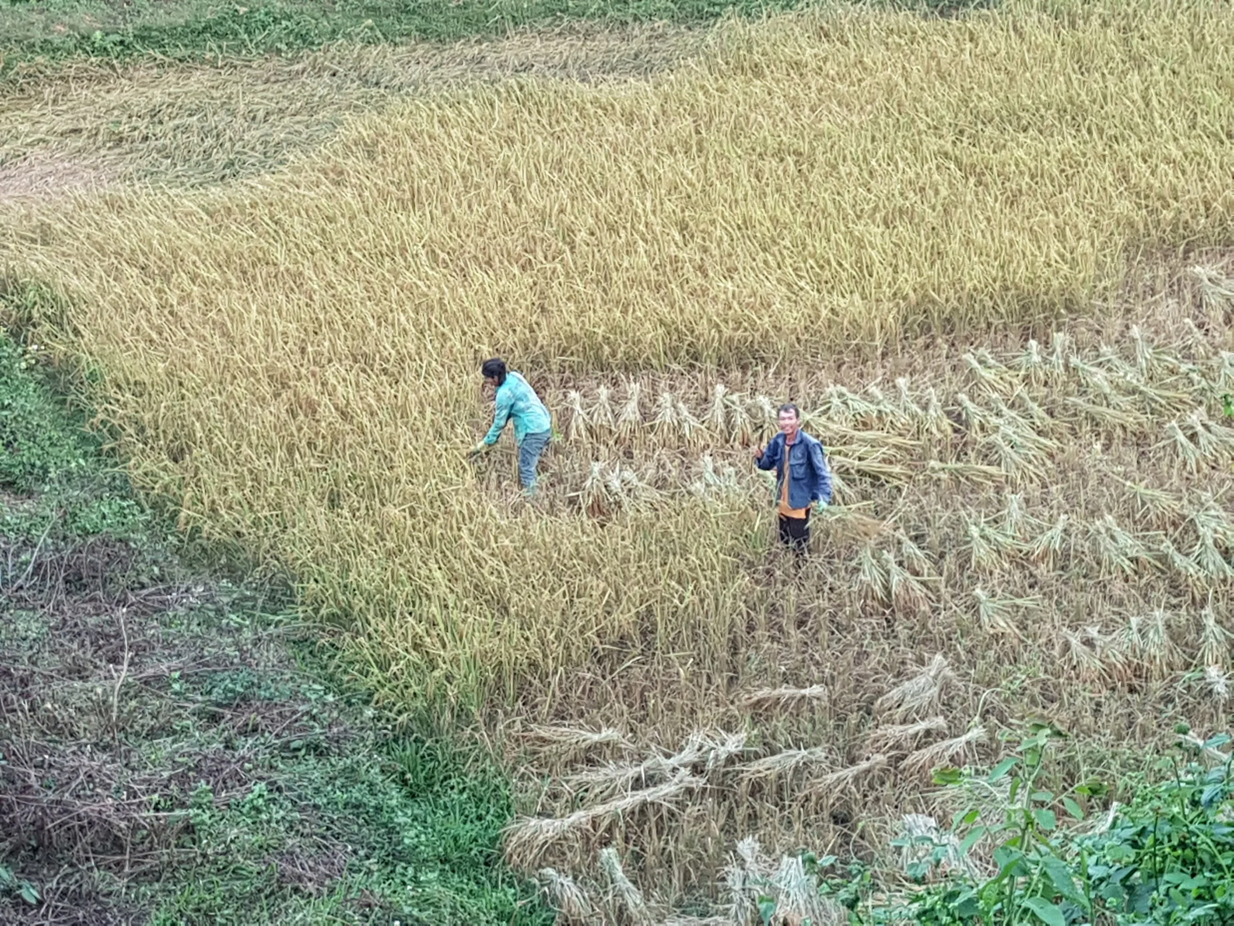 Deux personnes dans une récolte de riz dans un champ avec des tiges de riz dorées.