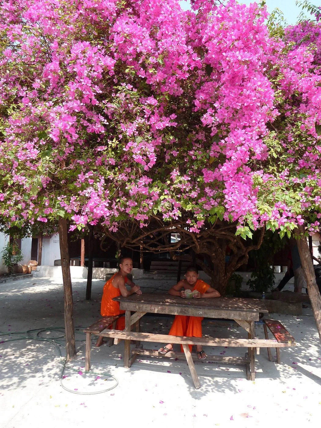 Deux jeunes moines bouddhistes en robe orange assis à une table en bois sous un grand arbre fleuri de bougainvilliers roses.