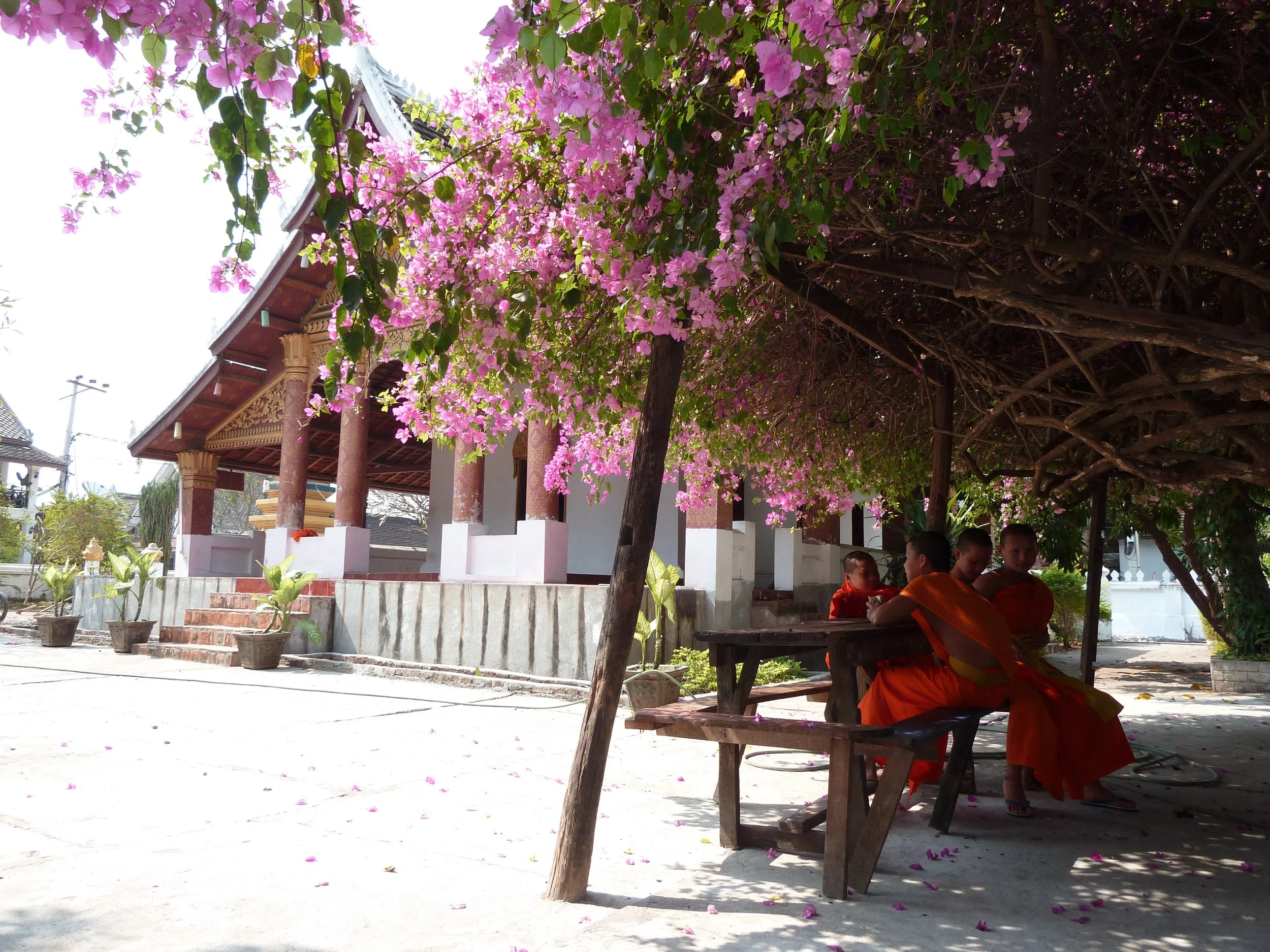Des moines bouddhistes en robe orange assis sous un arbre en fleurs roses dans un temple thaïlandais.