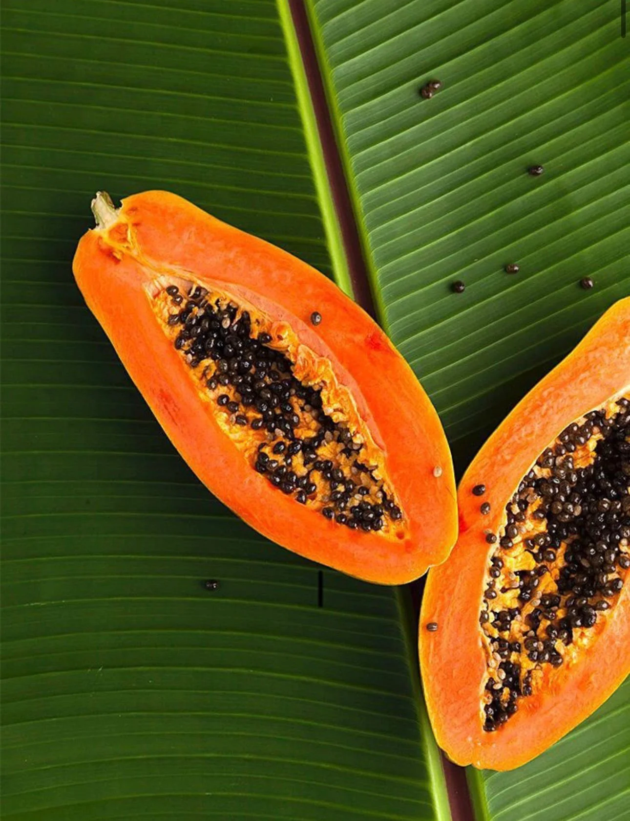 NUTRICIÓN BIOLÓGICA INTEGRATIVA