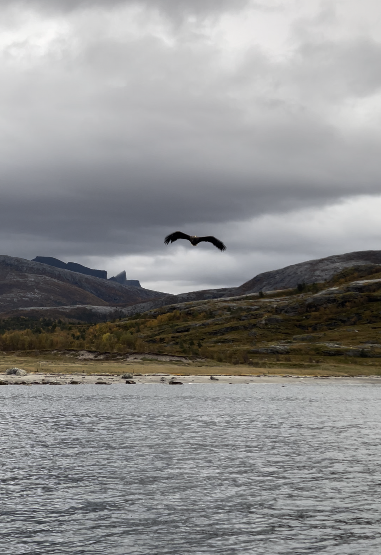 Et landskap med en innsjø i forgrunnen, fjell og åser i bakgrunnen, og en høg fluktende ørn under en overskyet himmel.