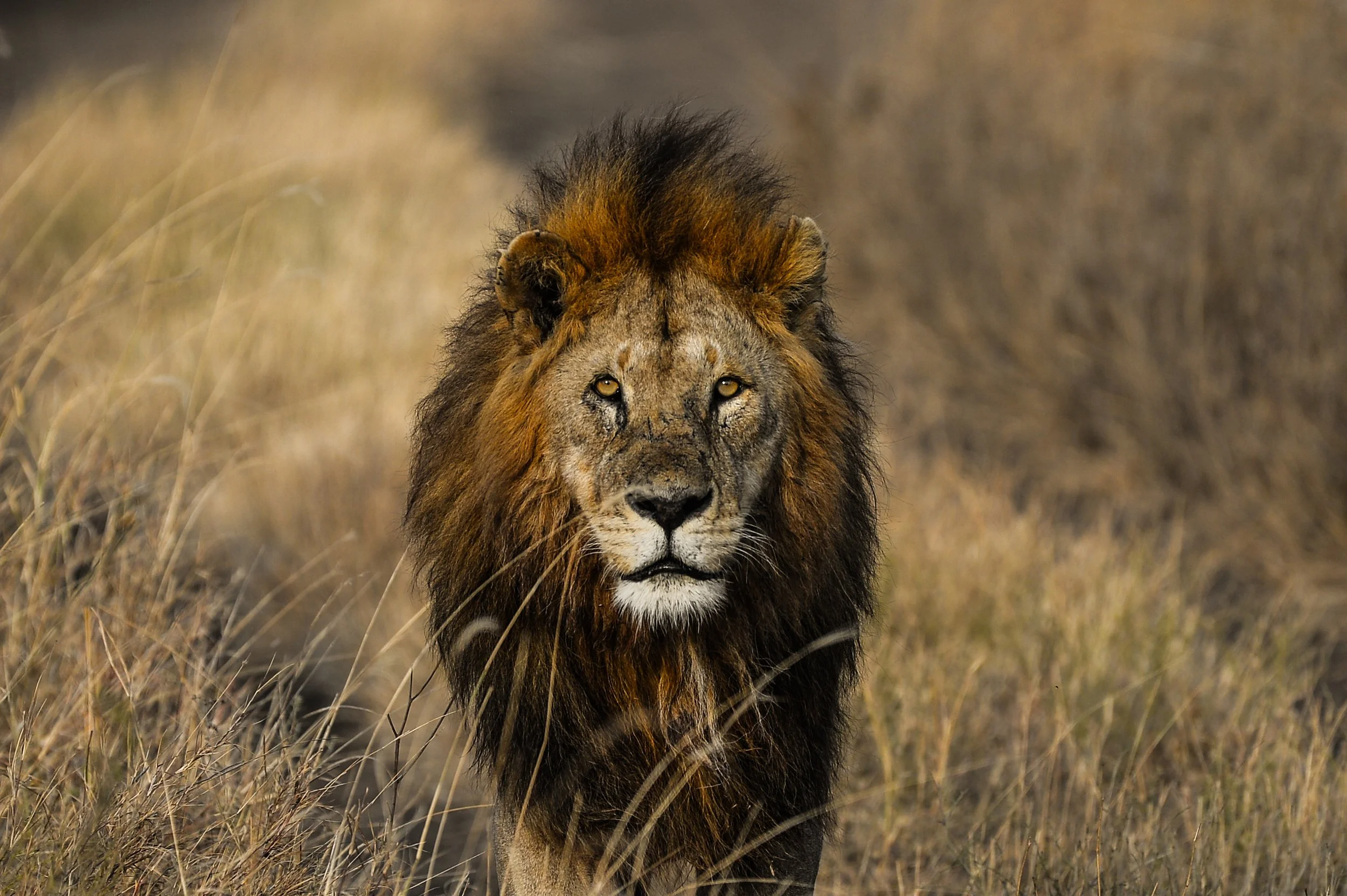 nature & wildlife