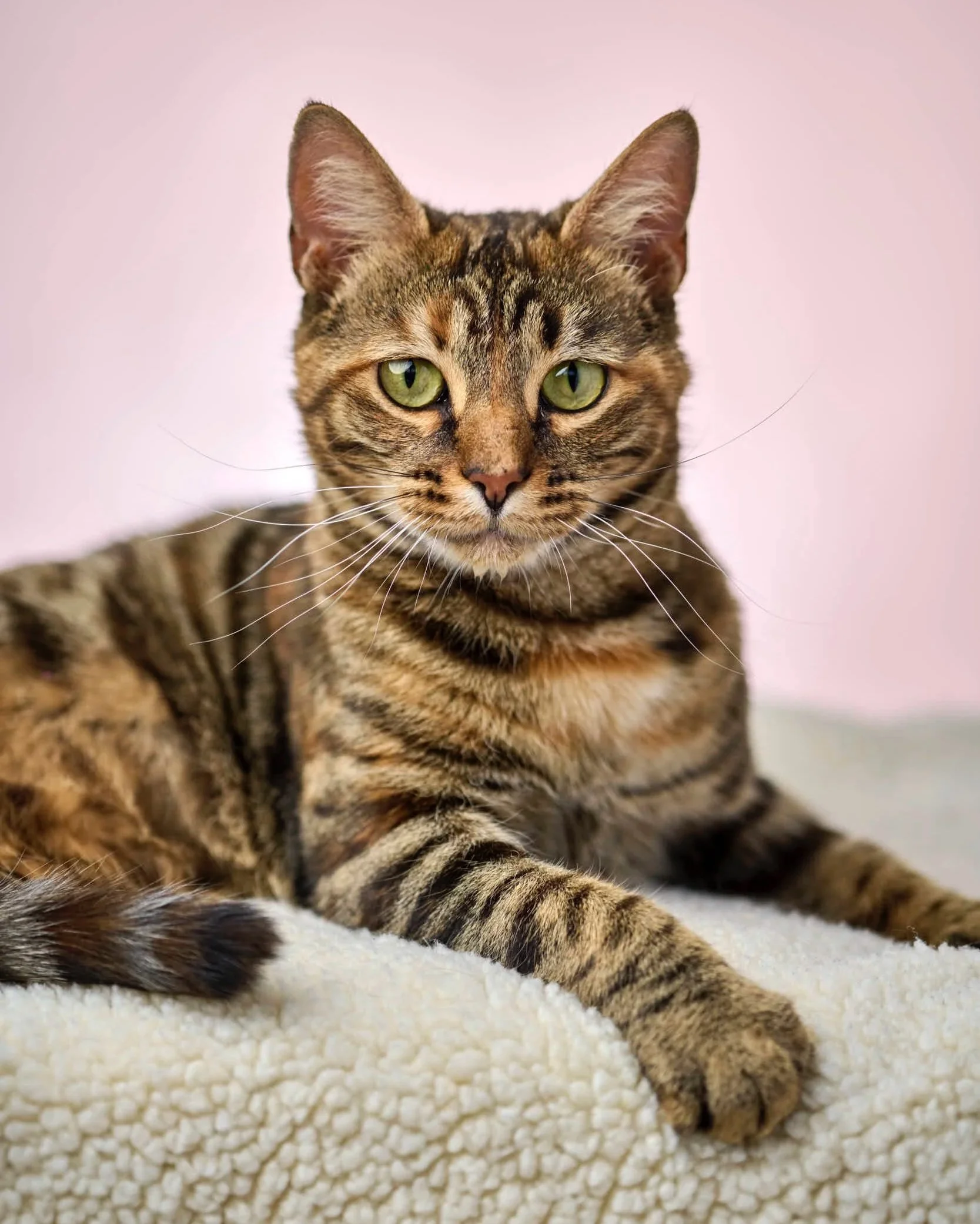 katt+fodg%C3%A5rden3873.jpg