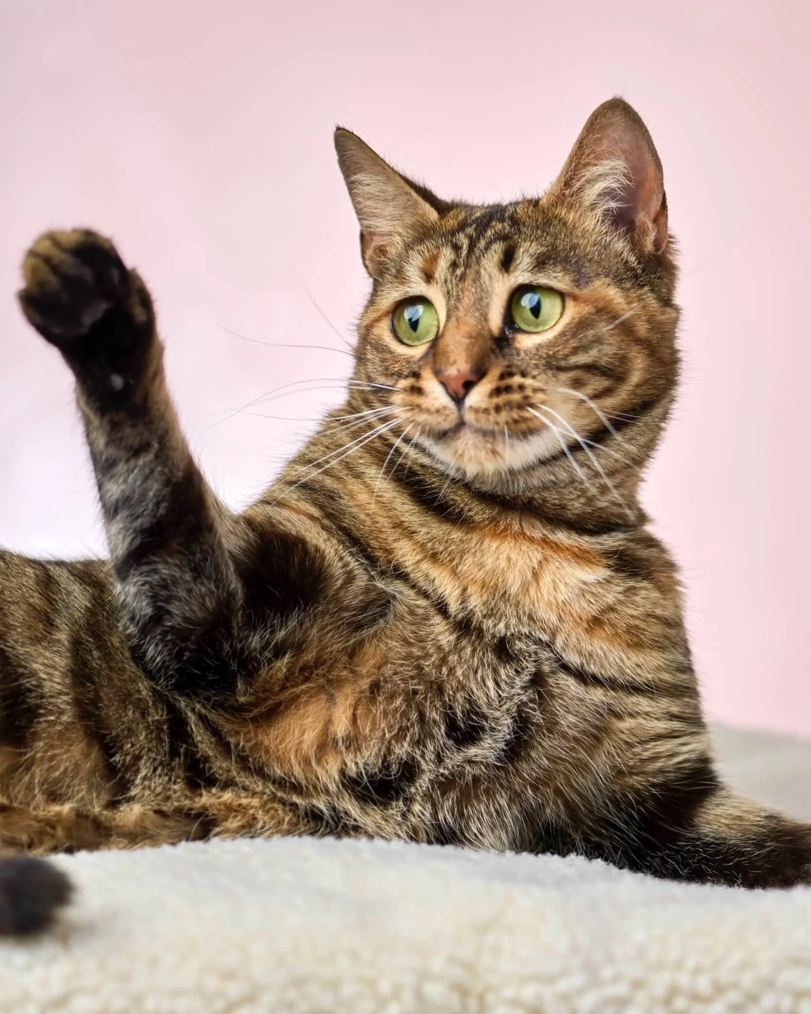 katt+fodg%C3%A5rden3877.jpg