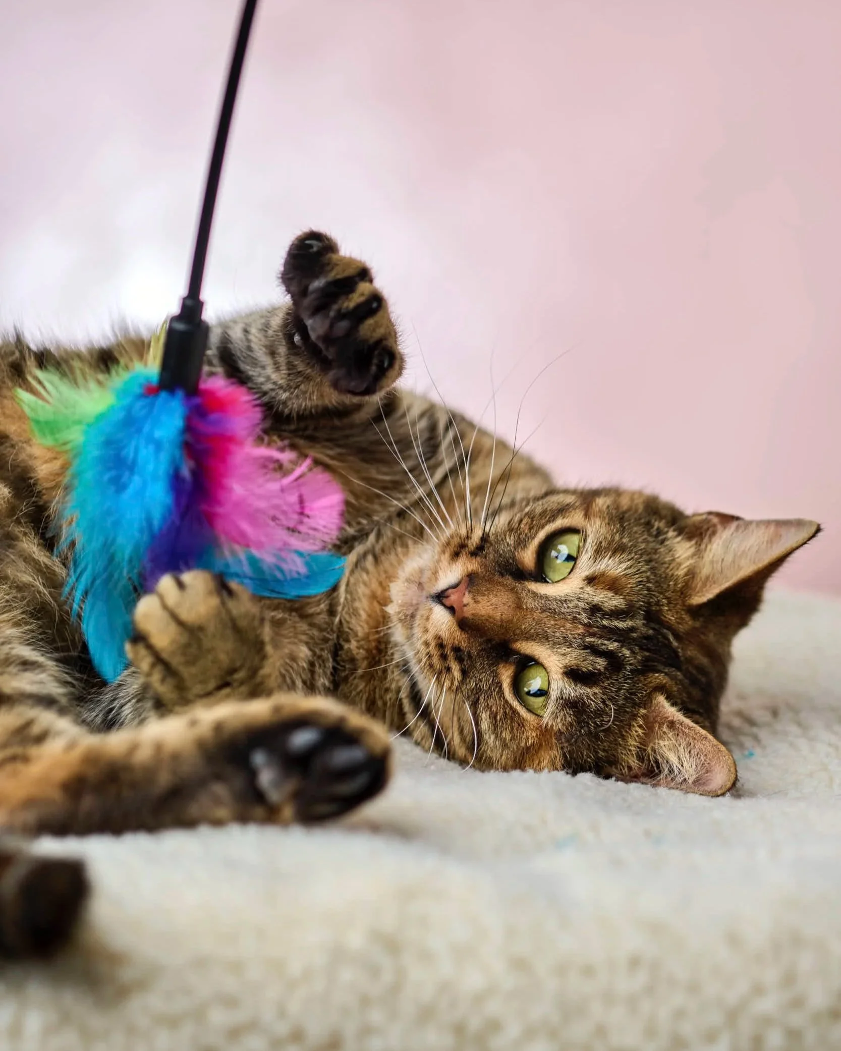 katt+fodg%C3%A5rden3866.jpg