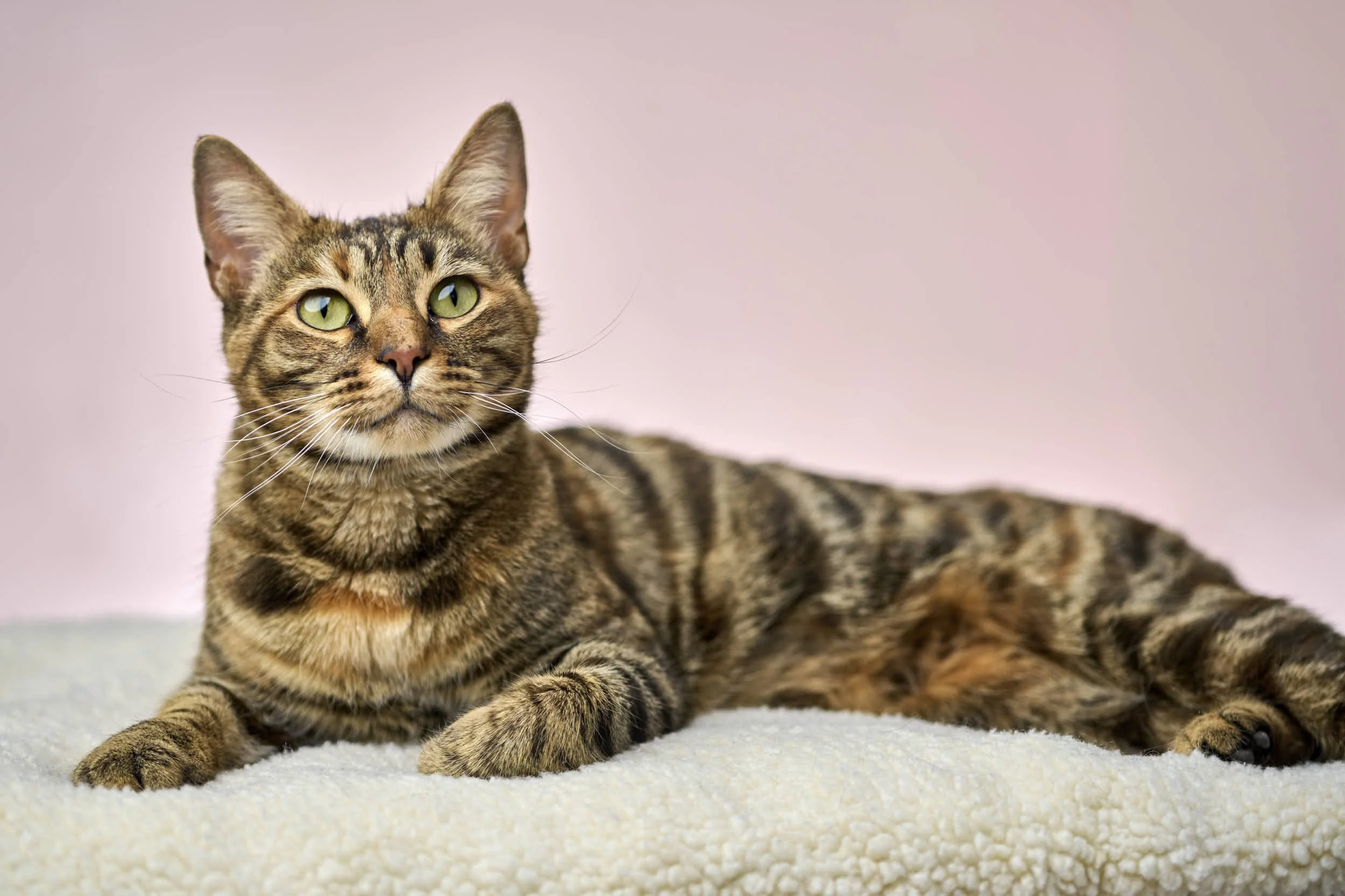 katt fodgården3955.jpg