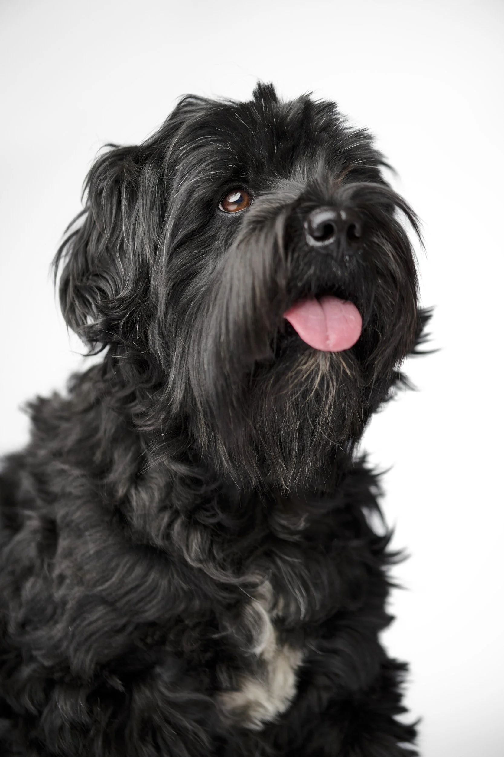 hund i studio5197.jpg