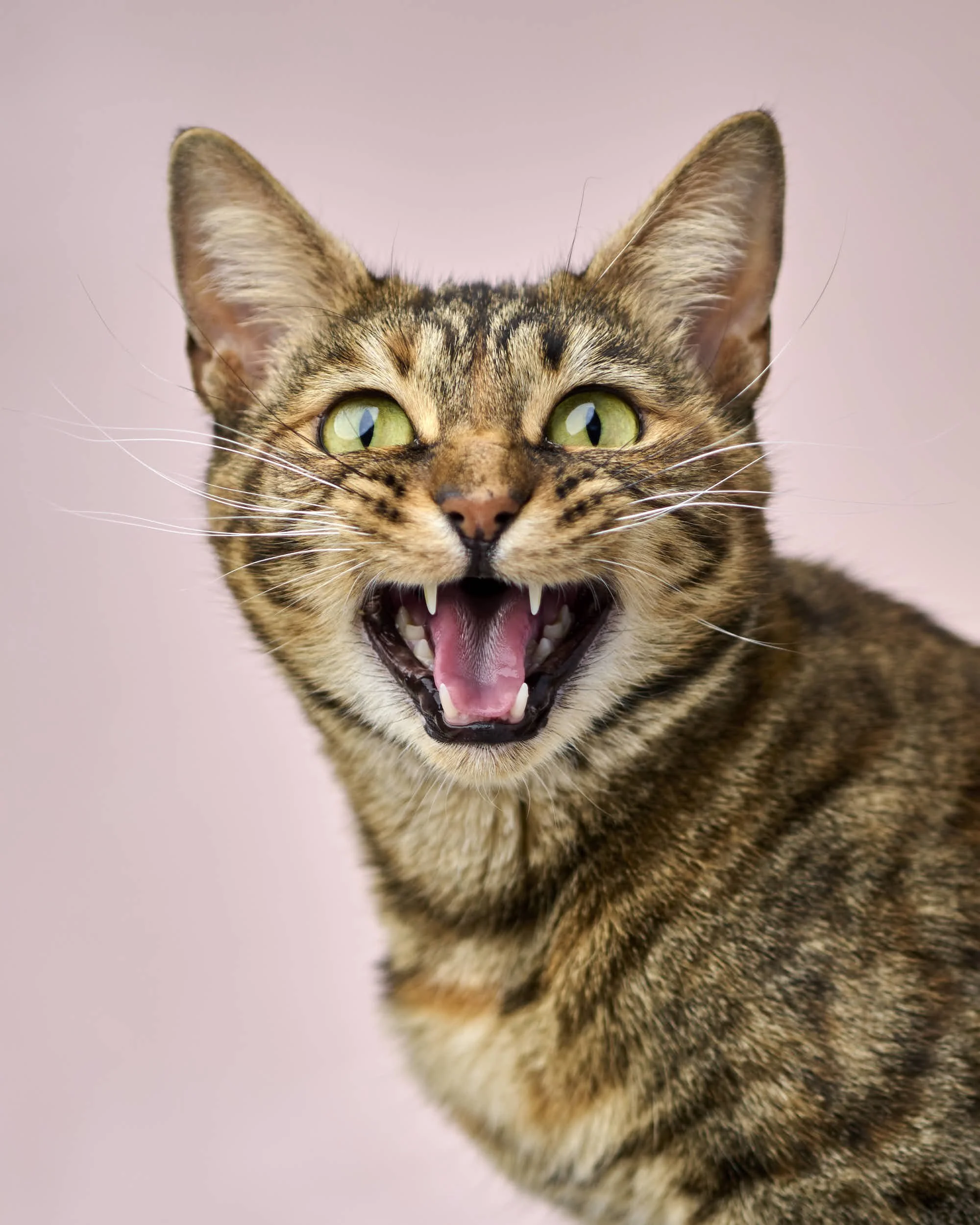 katt fodgården3936.jpg