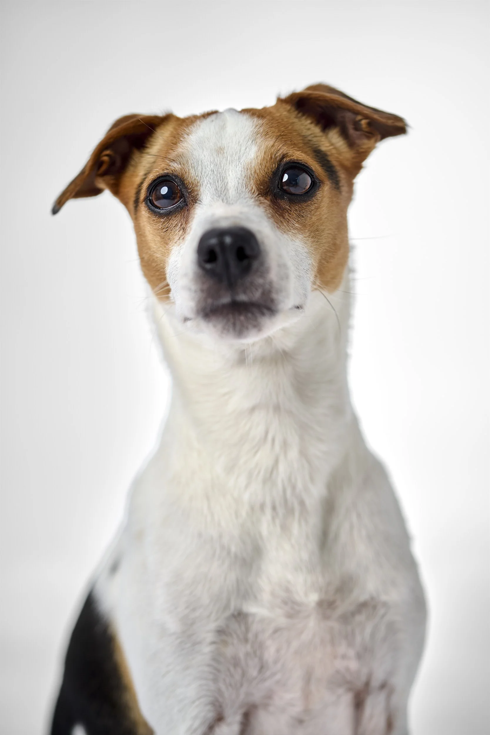 hund i studio5007 copy.jpg