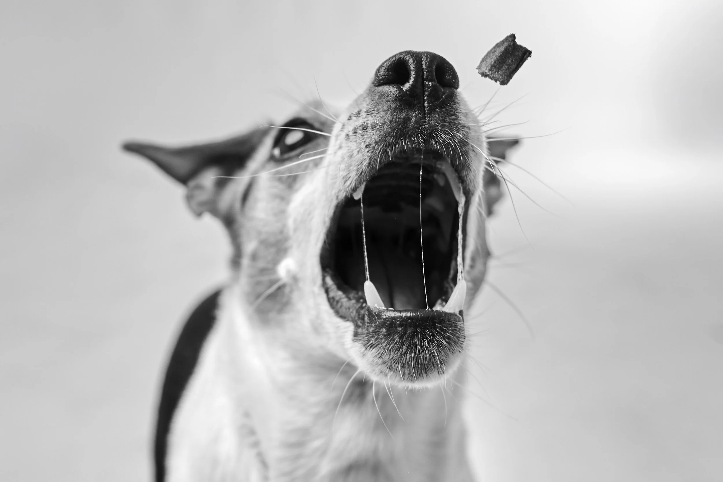 hund i studio5091 copy.jpg