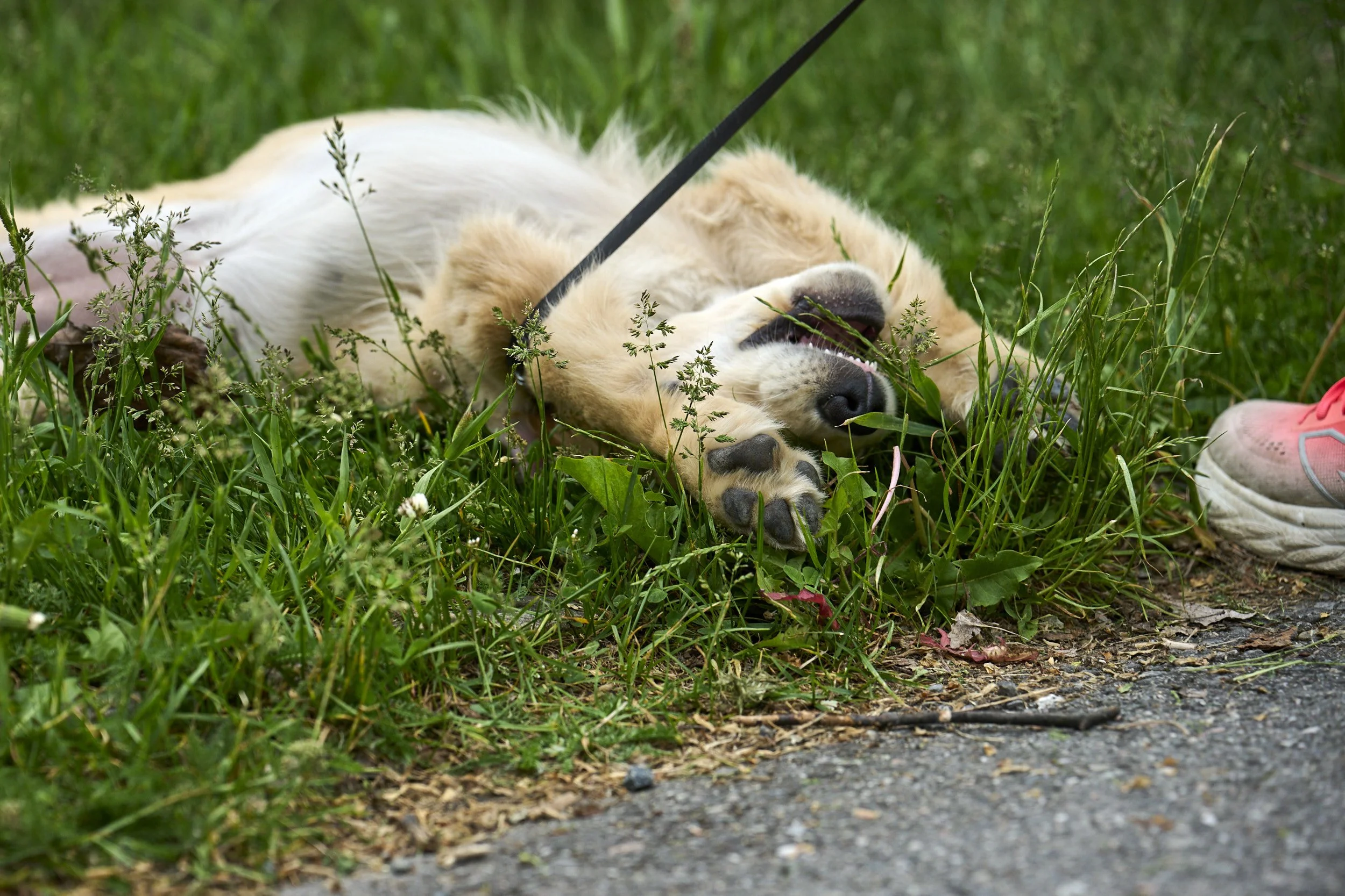 DSC_7797.jpg