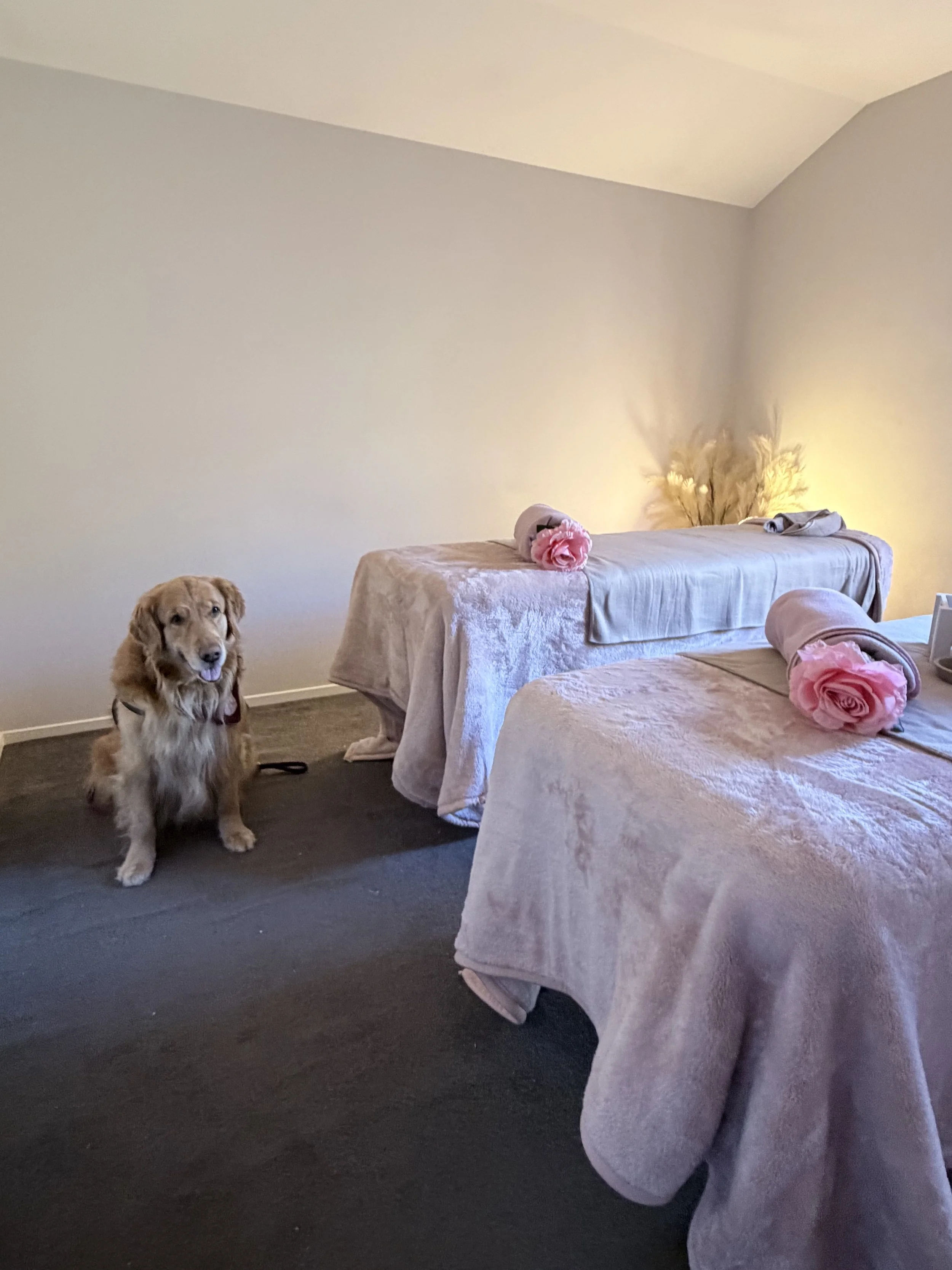 A room with beige sofas and covers, decorated with pink roses and a bundle of pampas grass. A Dalmatian dog sits on the dark carpeted floor near one of the sofas, looking at the camera.