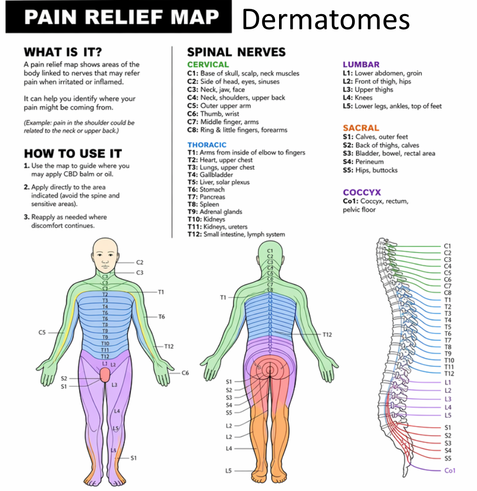 Dermatomes Pain Relief Mapping