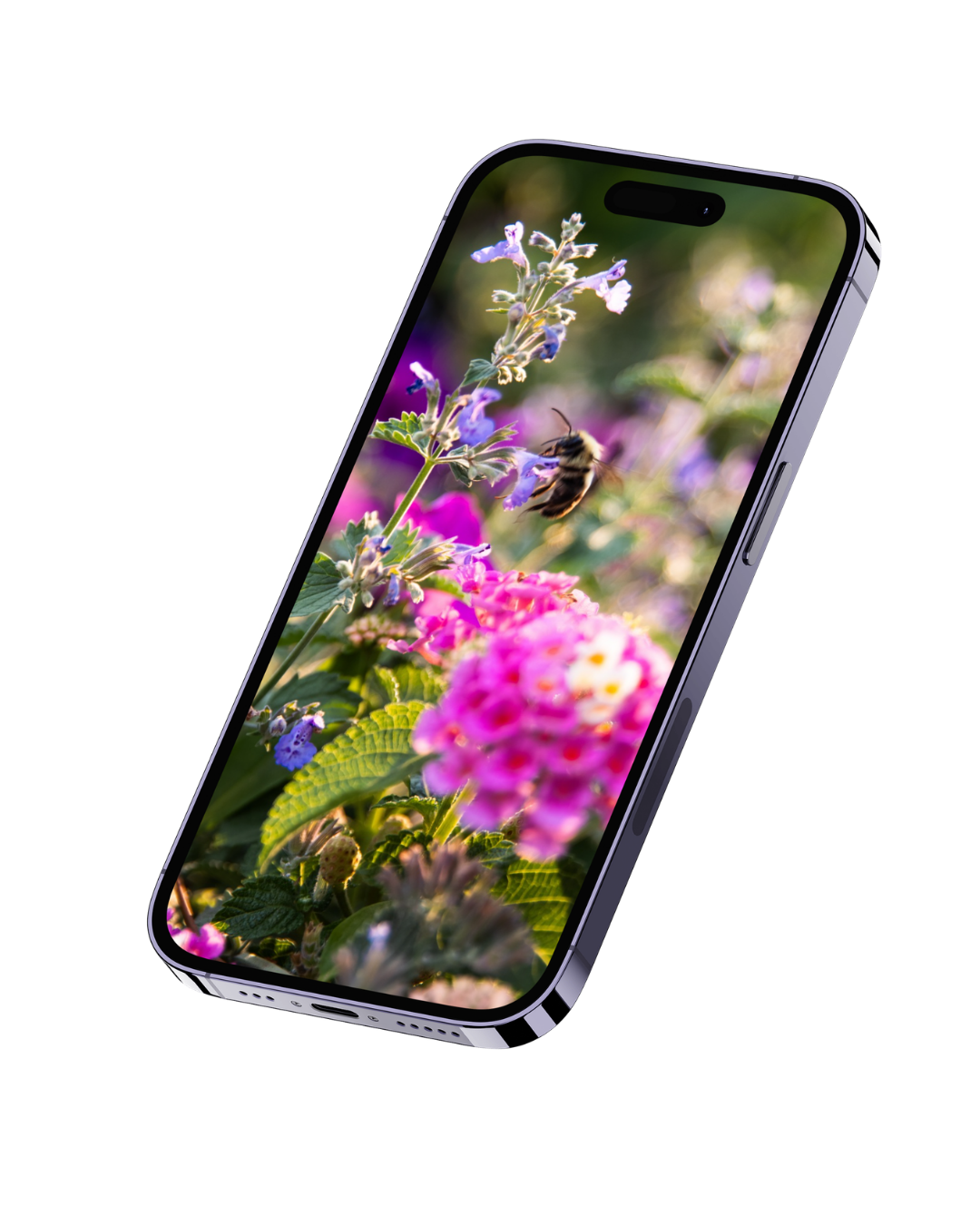 Close-up of a smartphone displaying a photo of colorful flowers with a bee in flight.