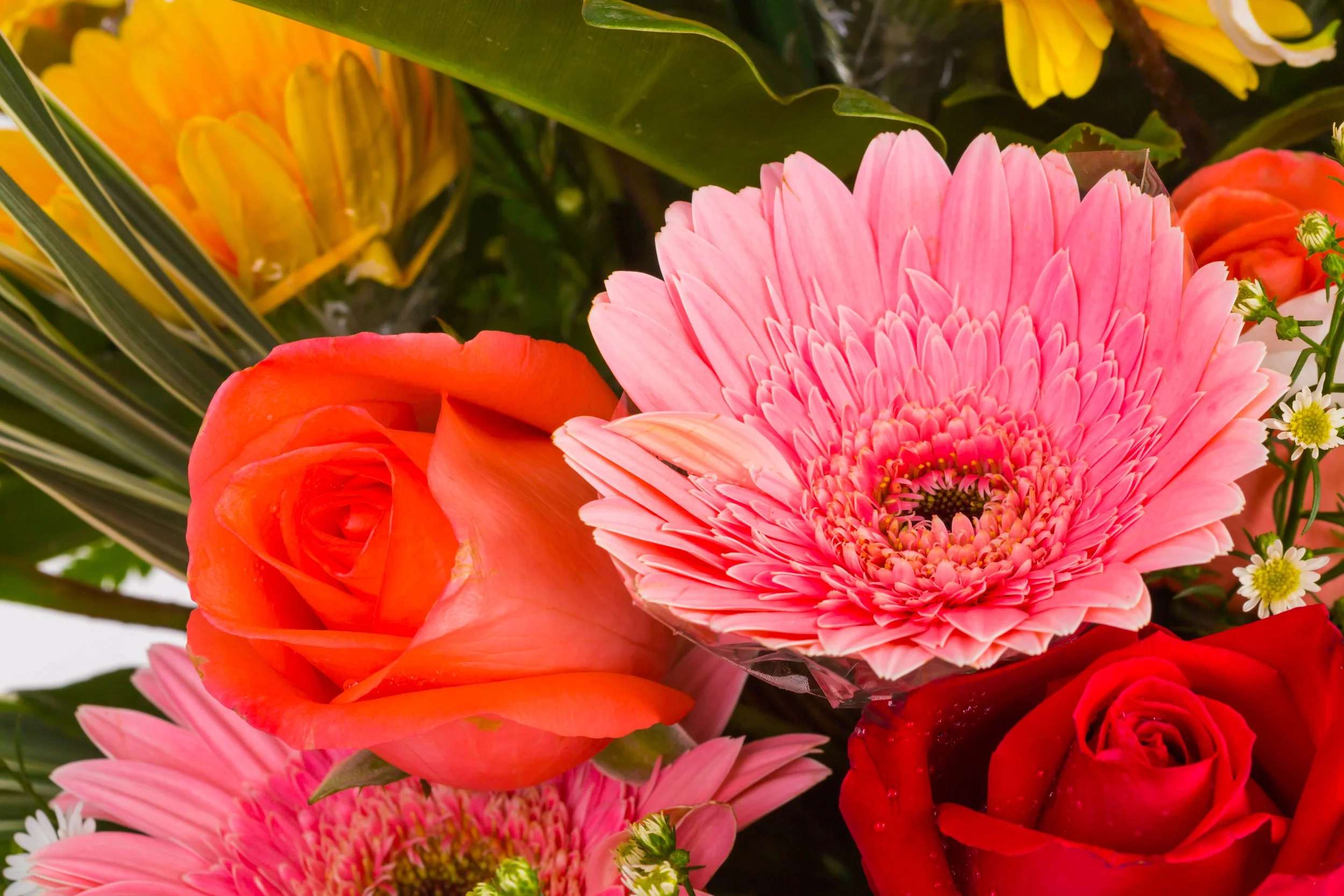 The One Who Bought Me Flowers