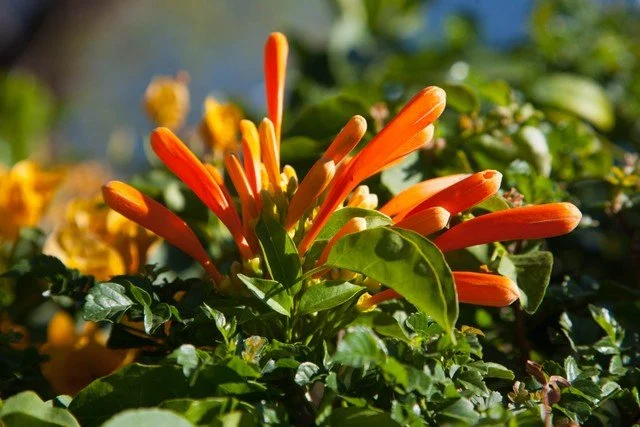 Flowers.jpg