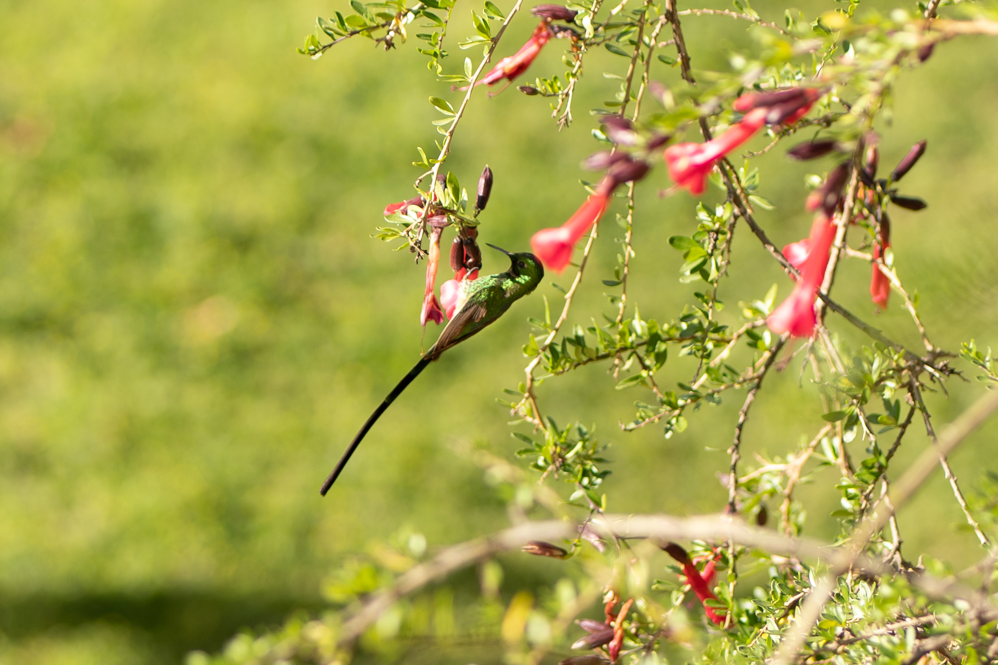 Hummingbird Peru 4.PNG
