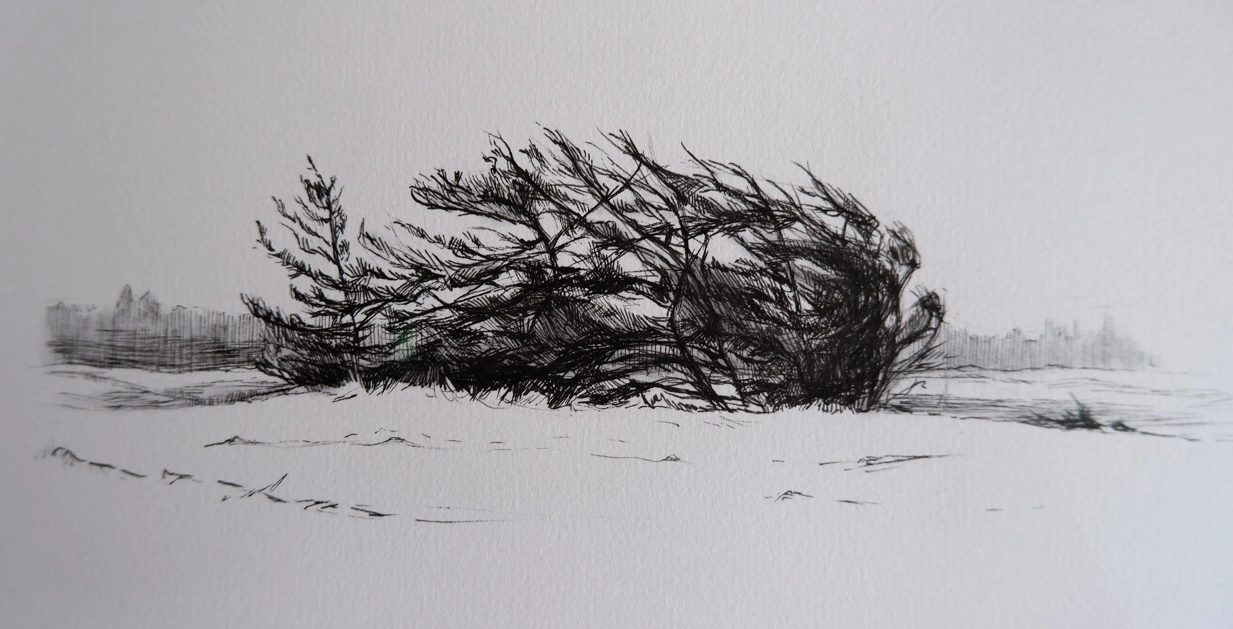 Windswept.JPG