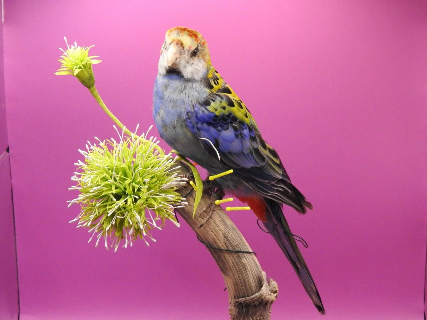 IMG_7954.jpeg