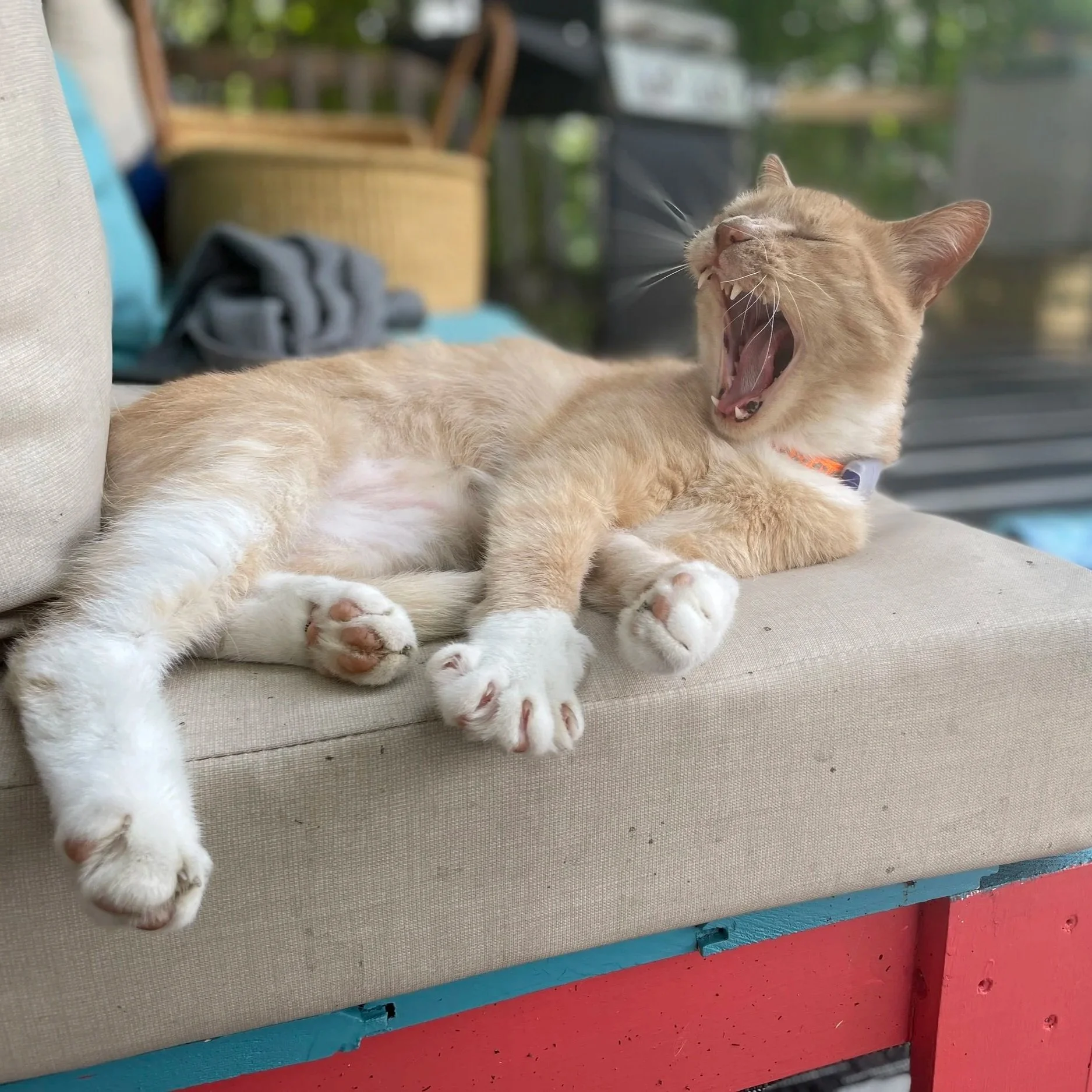harry+yawn.jpg