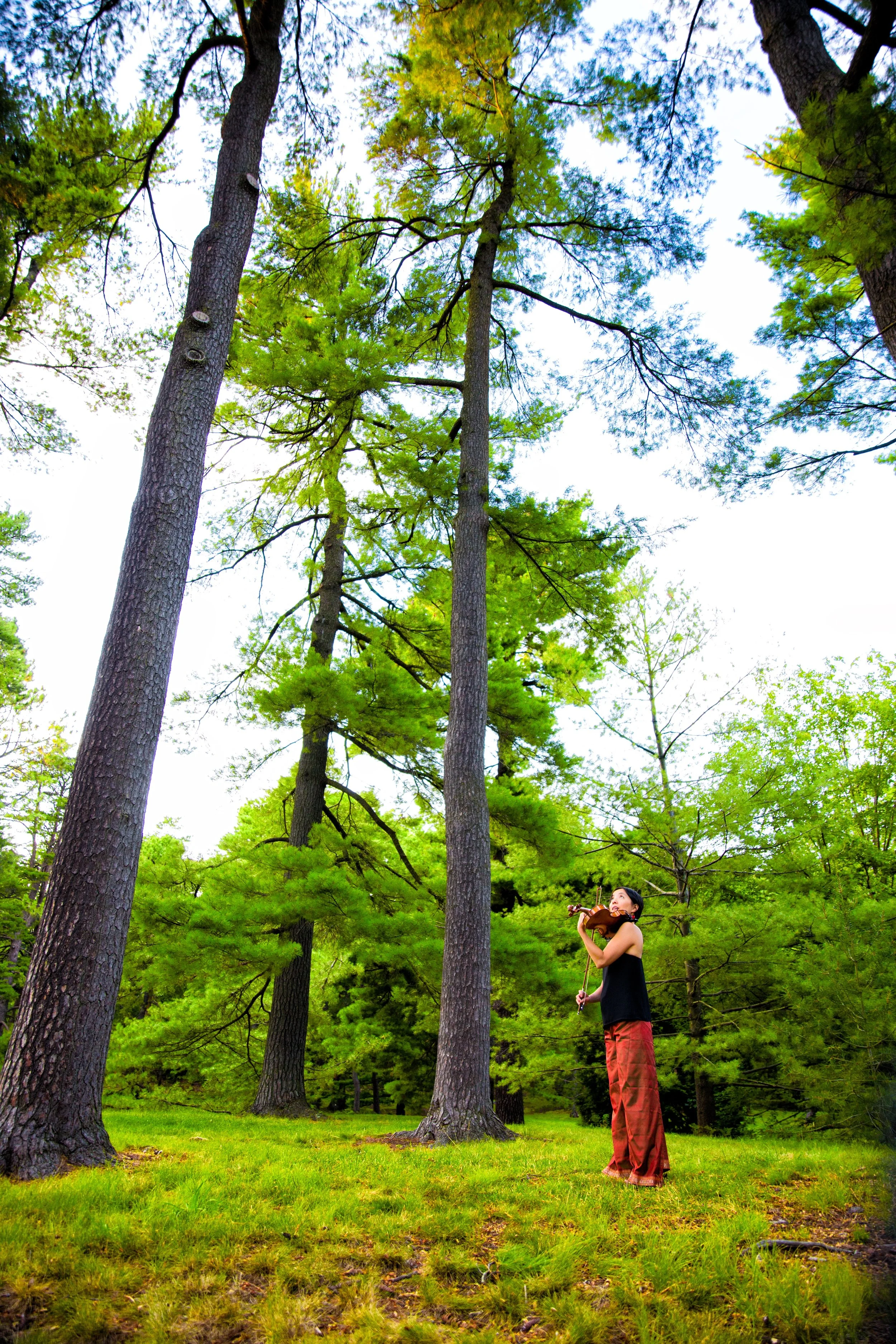 A Bird a Day (2011-2013)