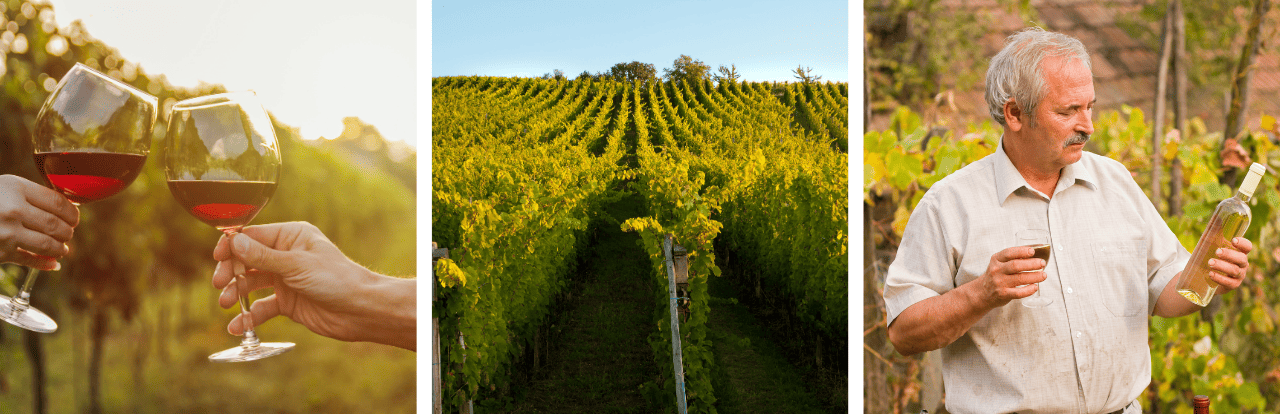 wine tasting in France