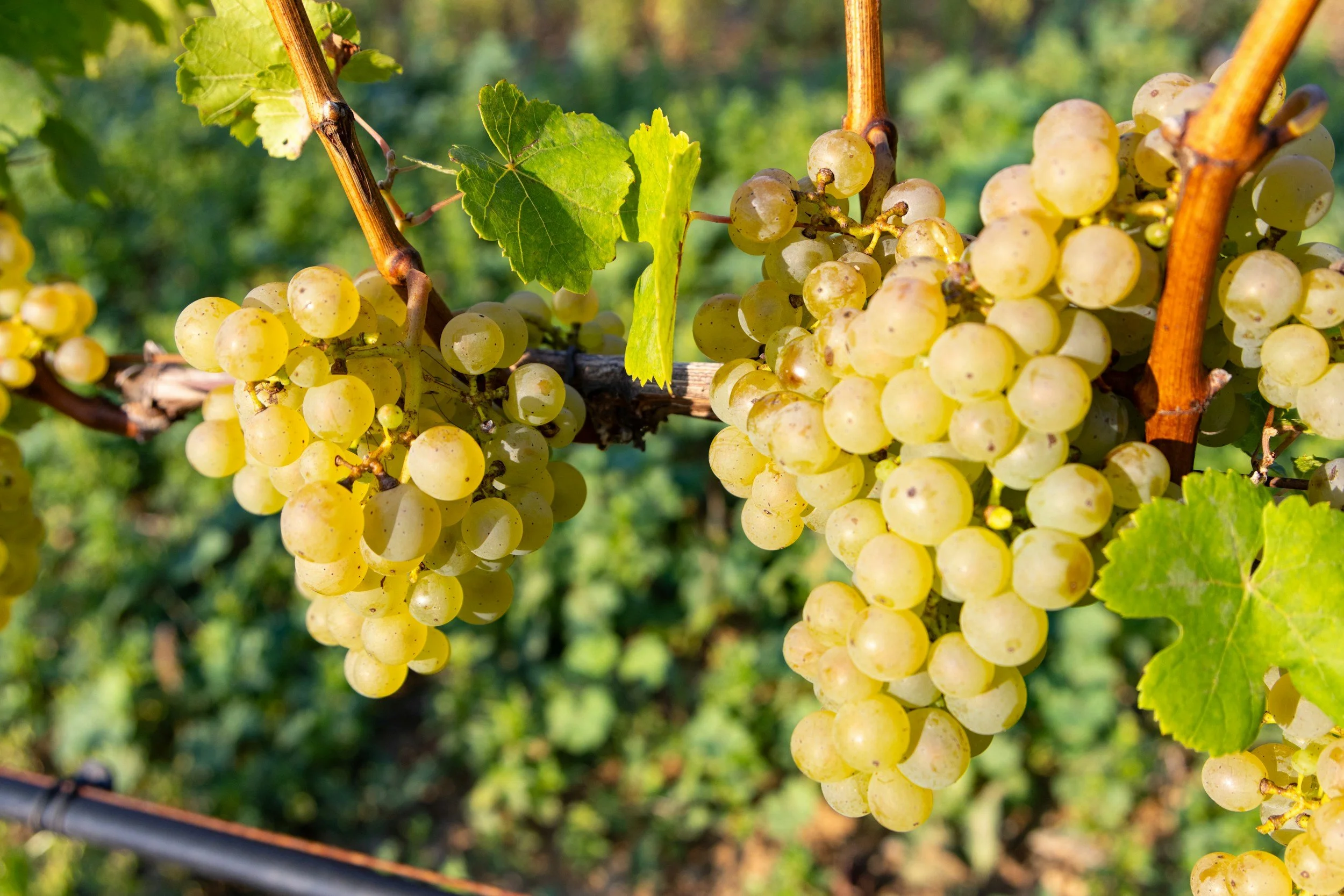 albert morot wine estate