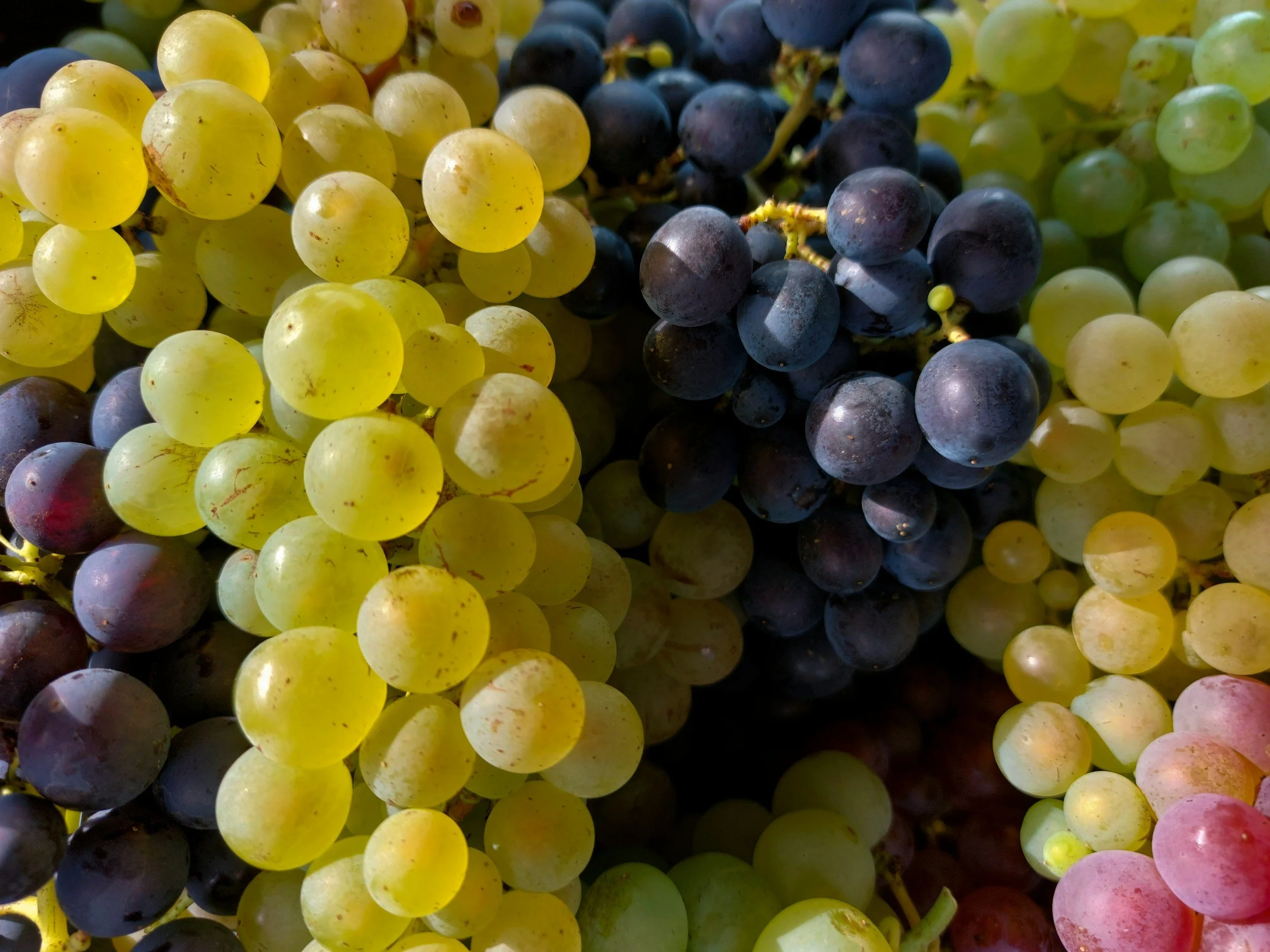 grapes white and red wine