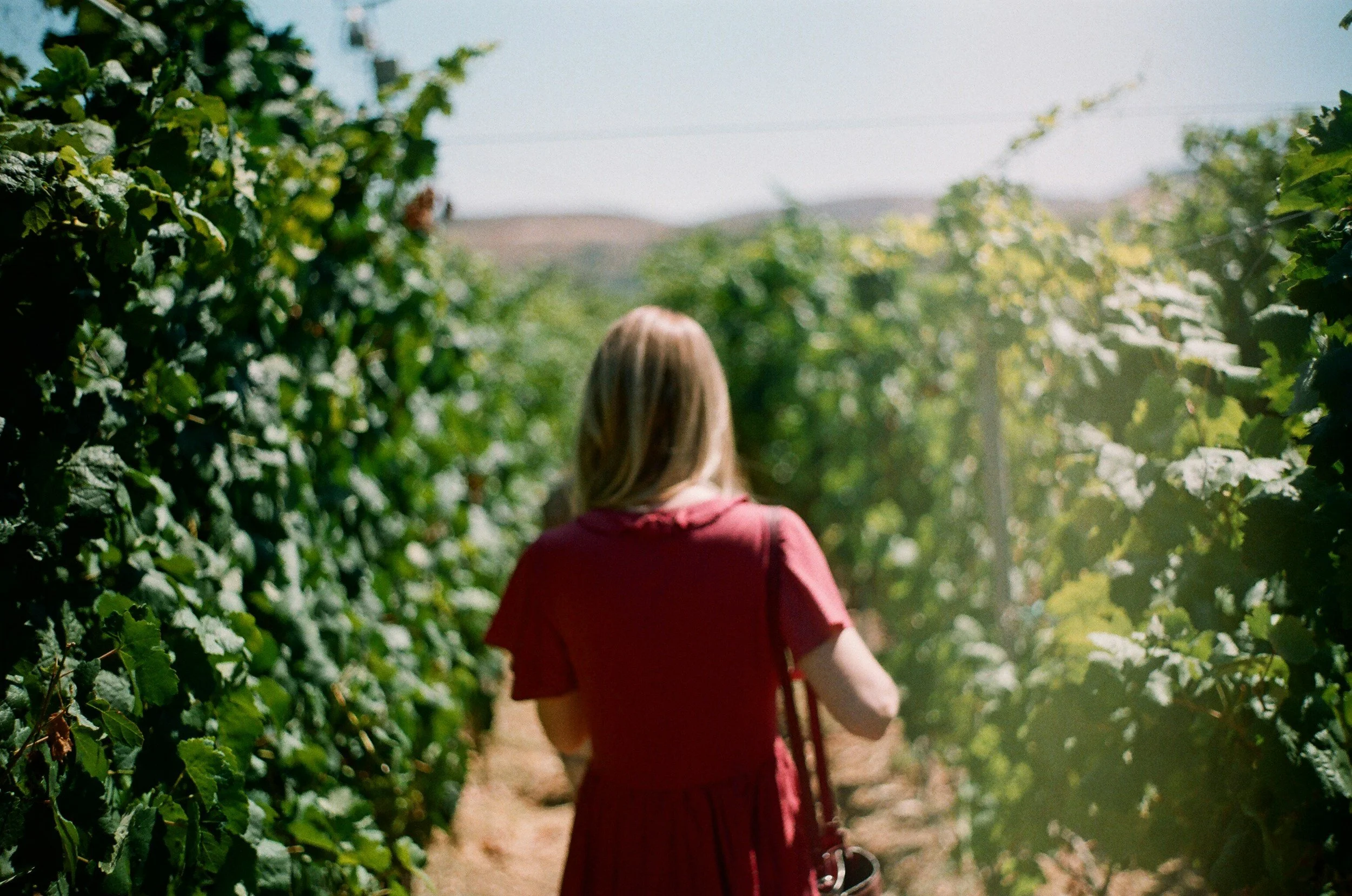 Small Group Wine Tours