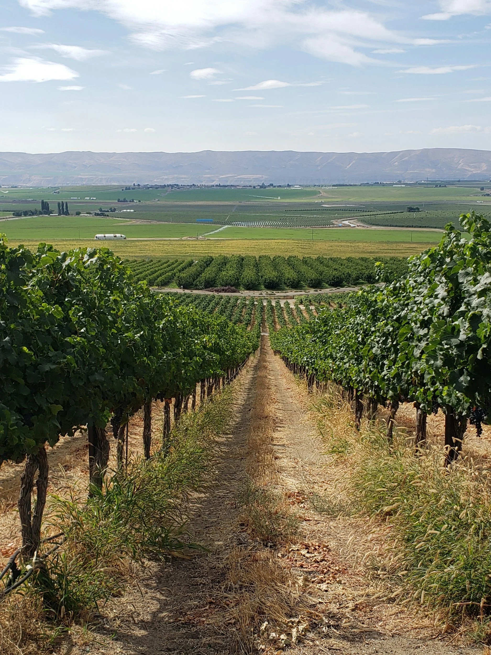 Full-Day Burgundy Wine Tours