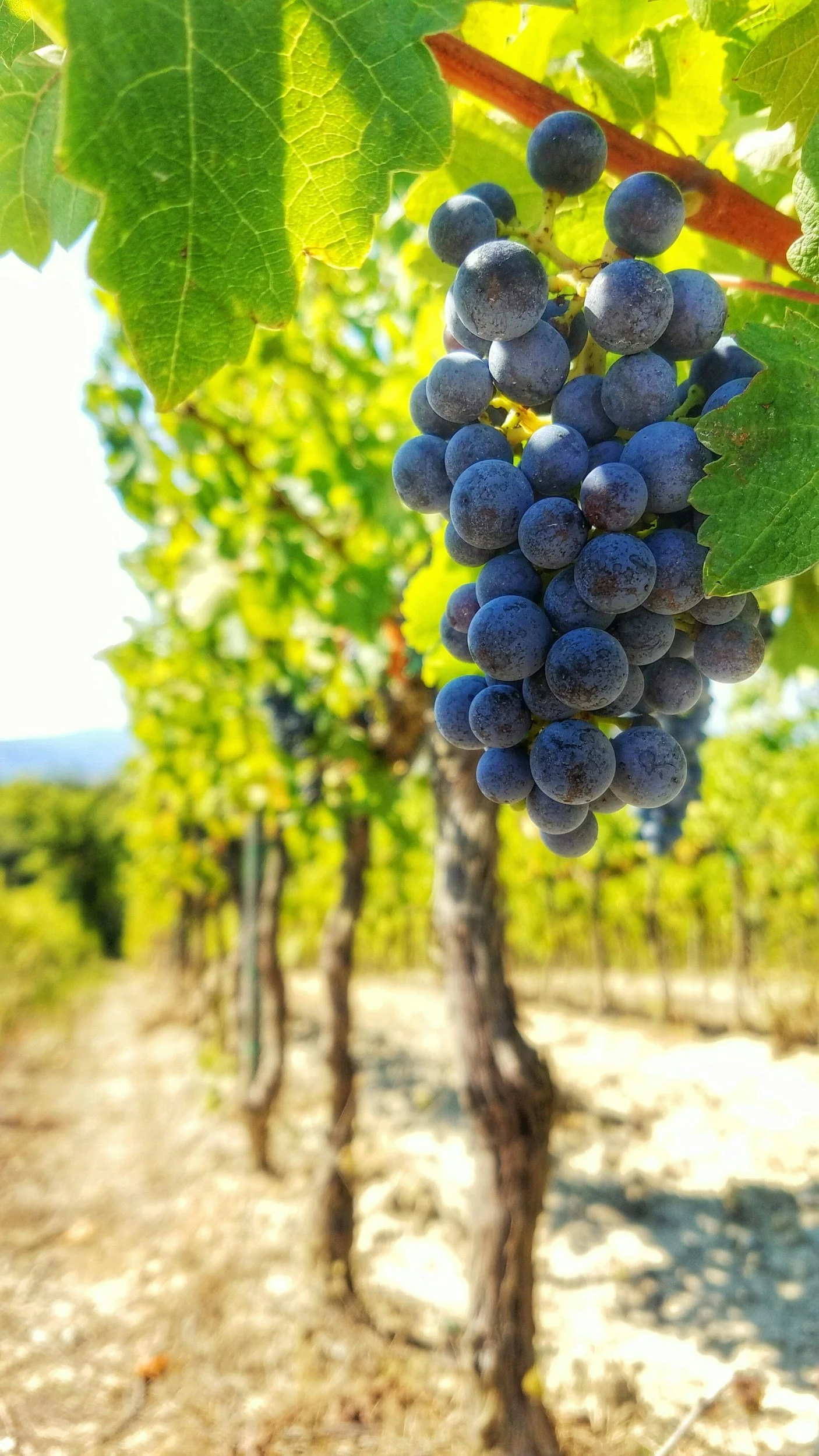 Vineyards