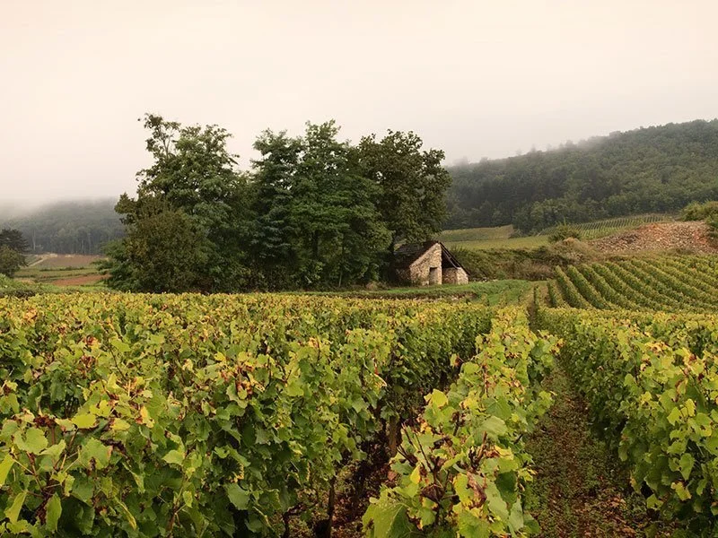 Domaine Leflaive