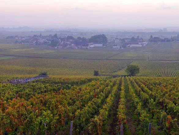 vosne romanée village
