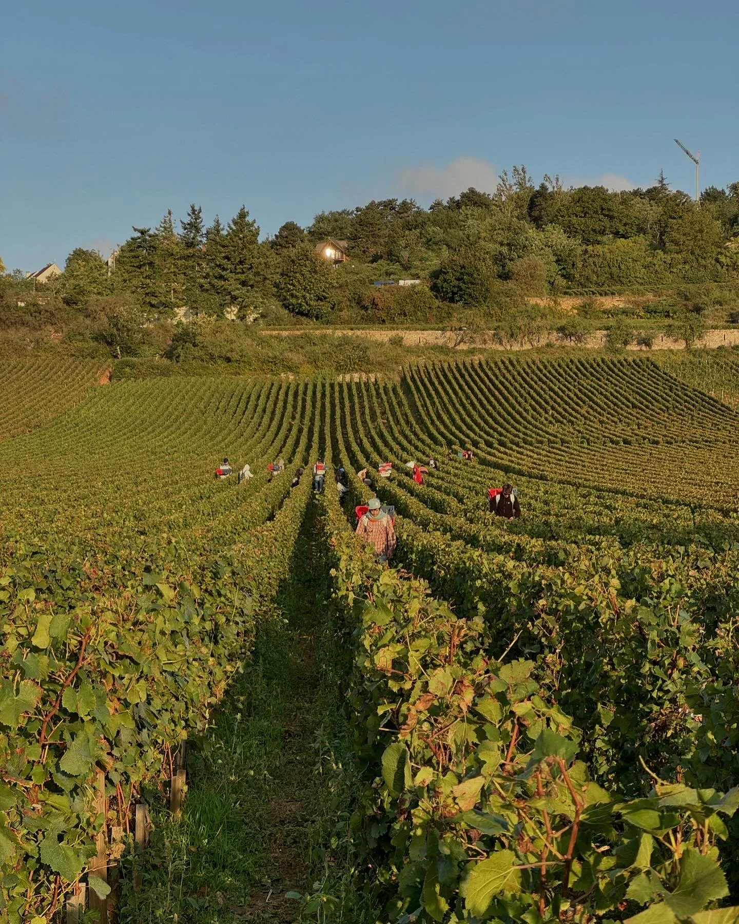 Beaune harvest festivale