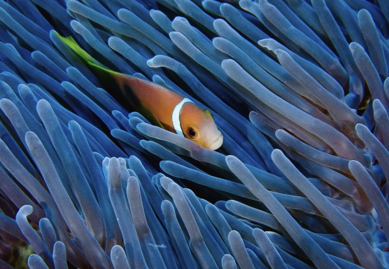 A clownfish swimming among sea anemone tentacles.