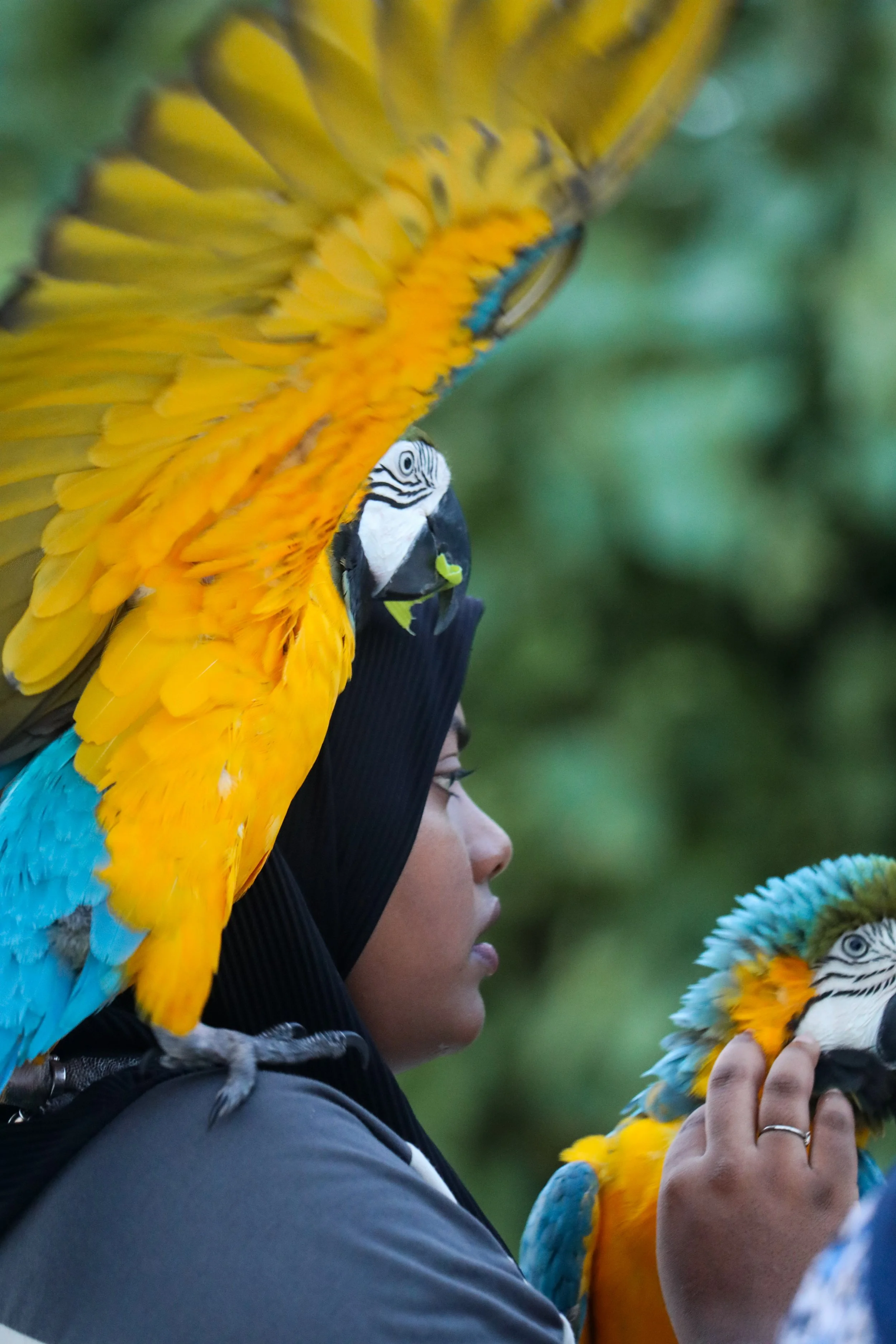 Person holding a vibrant blue-and-yellow macaw, surrounded by lush tropical greenery.