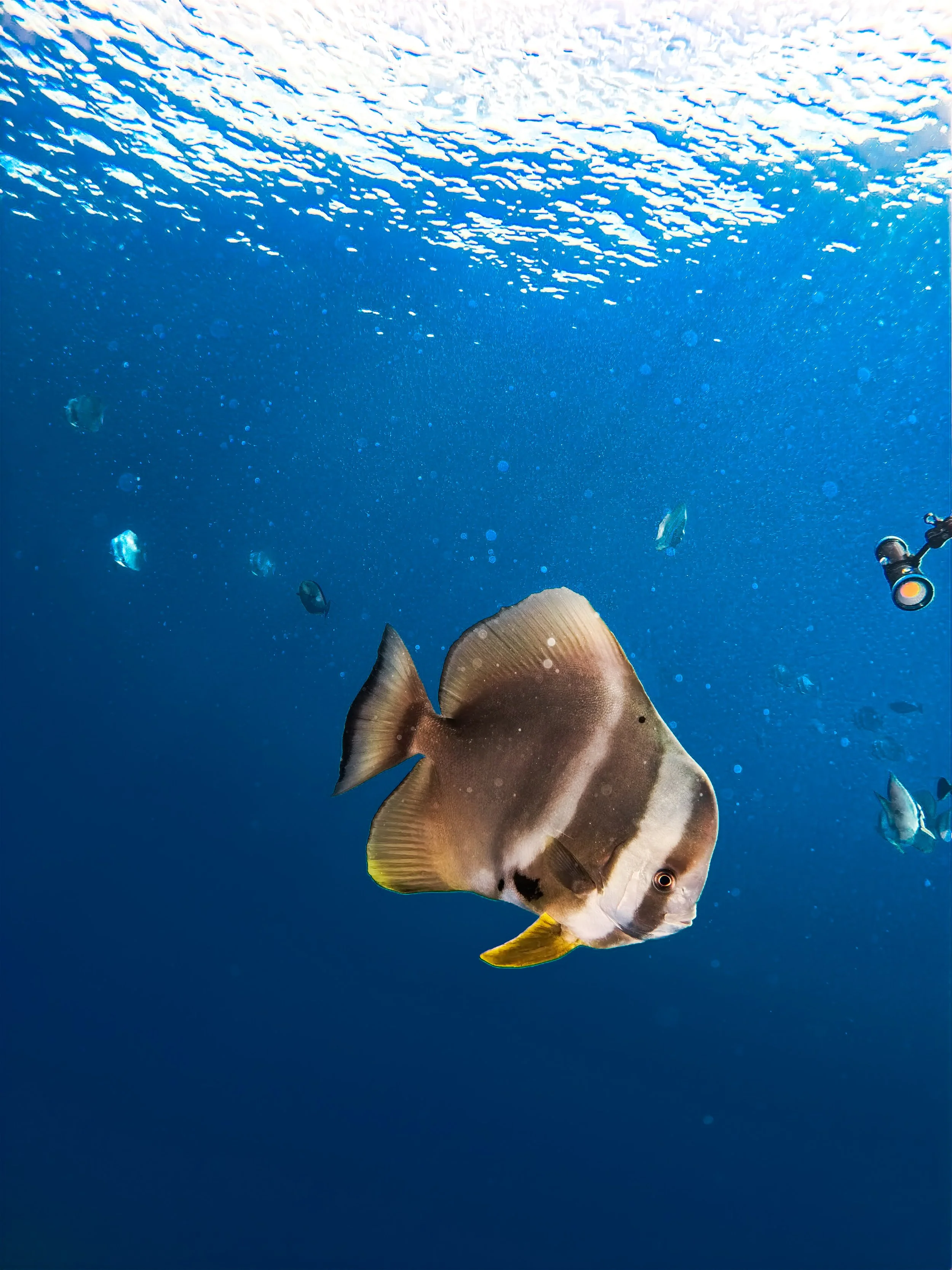 Underwater scene with a large fish in the foreground and smaller fish in the background, blue water, and sunlight filtering from above the surface.
