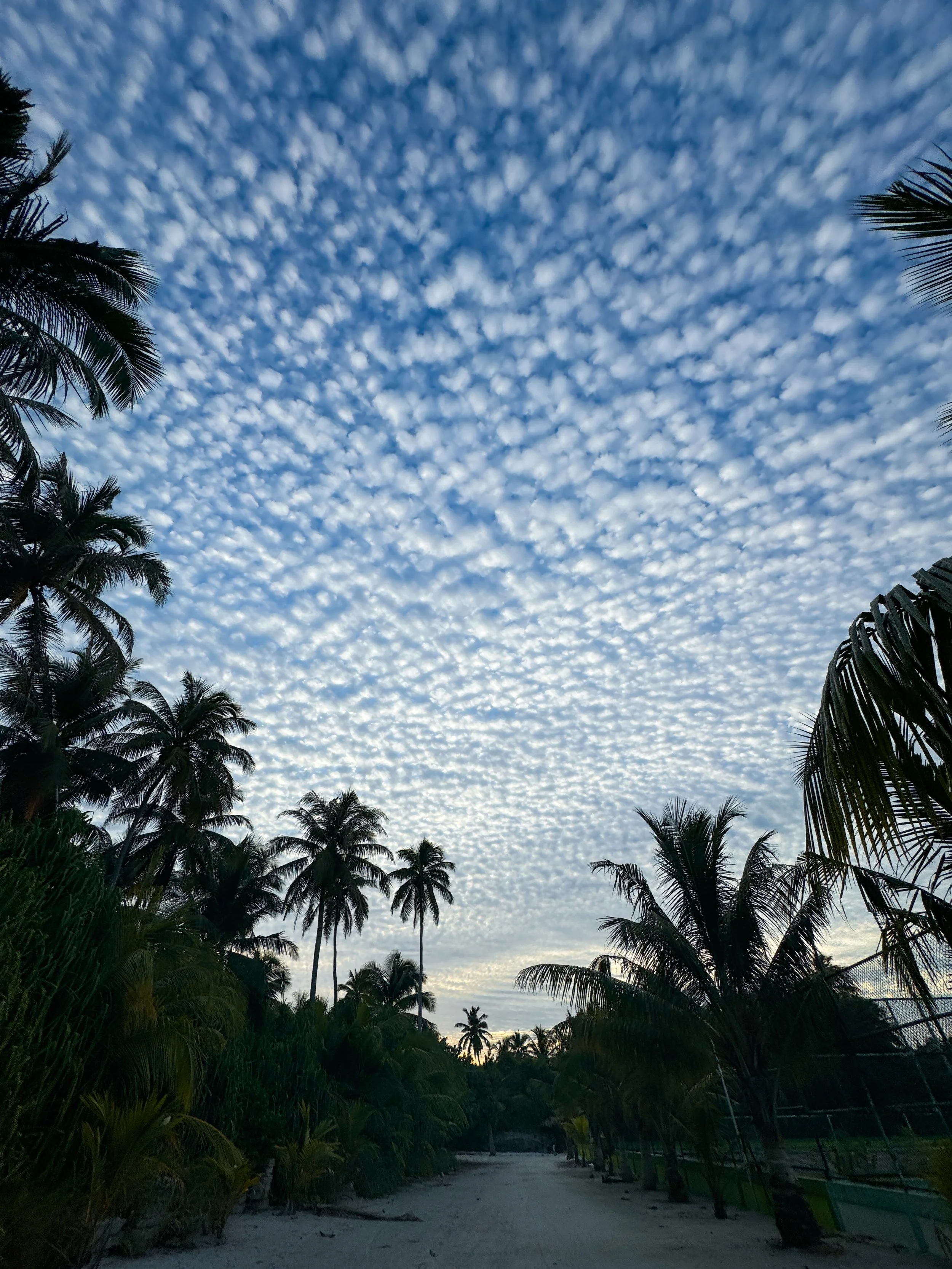 A sandy pathway through lush tropical palm trees leading towards a cloudy sky during dusk.