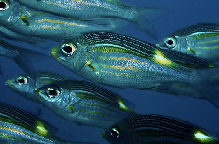 School of colorful fish swimming underwater.