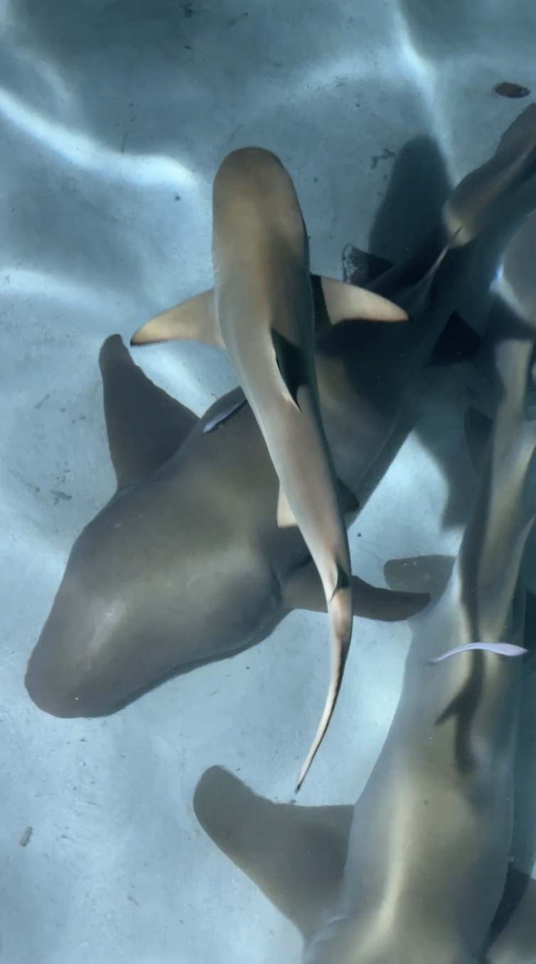 A small shark swimming in an aquarium tank.